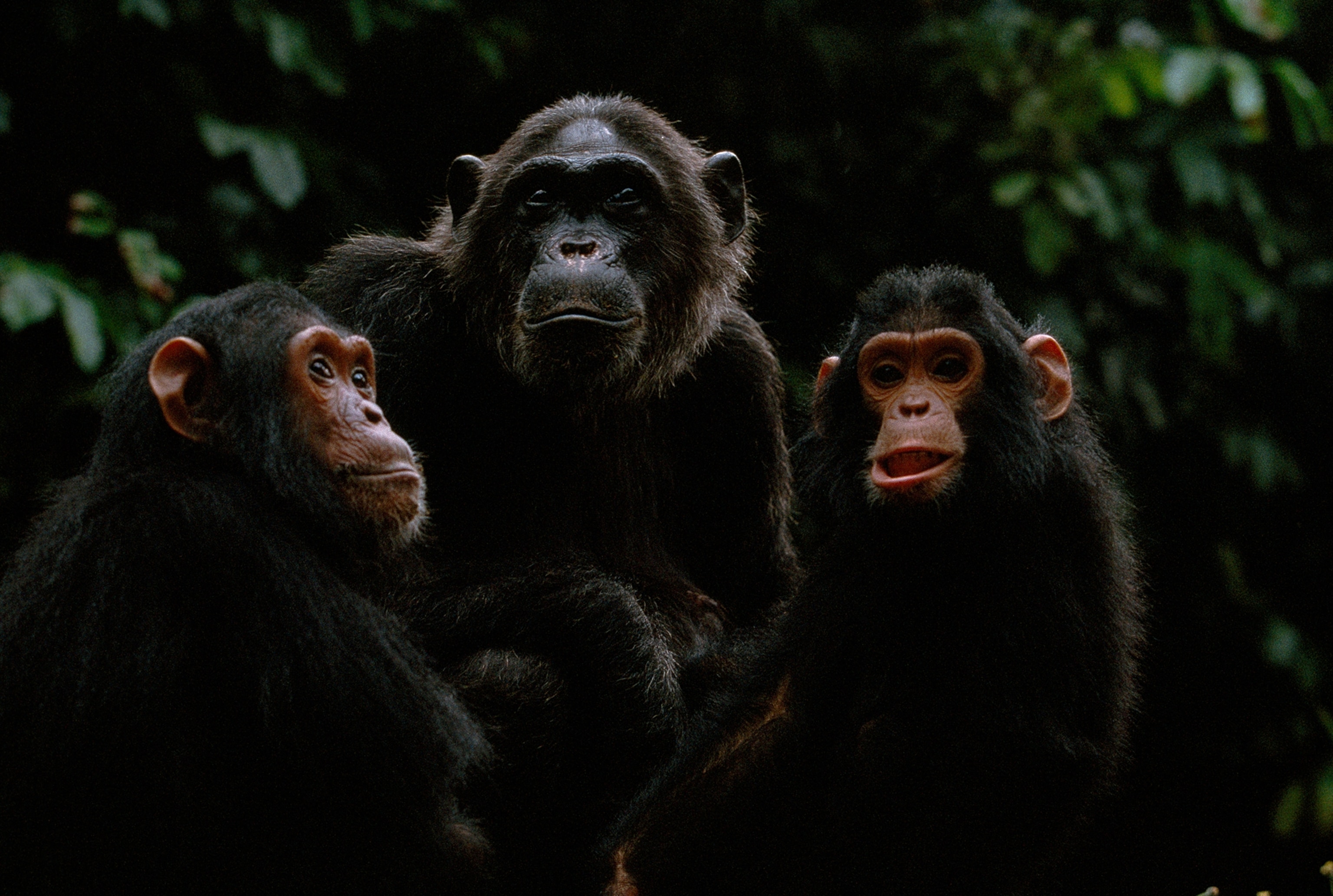 chimpanzees