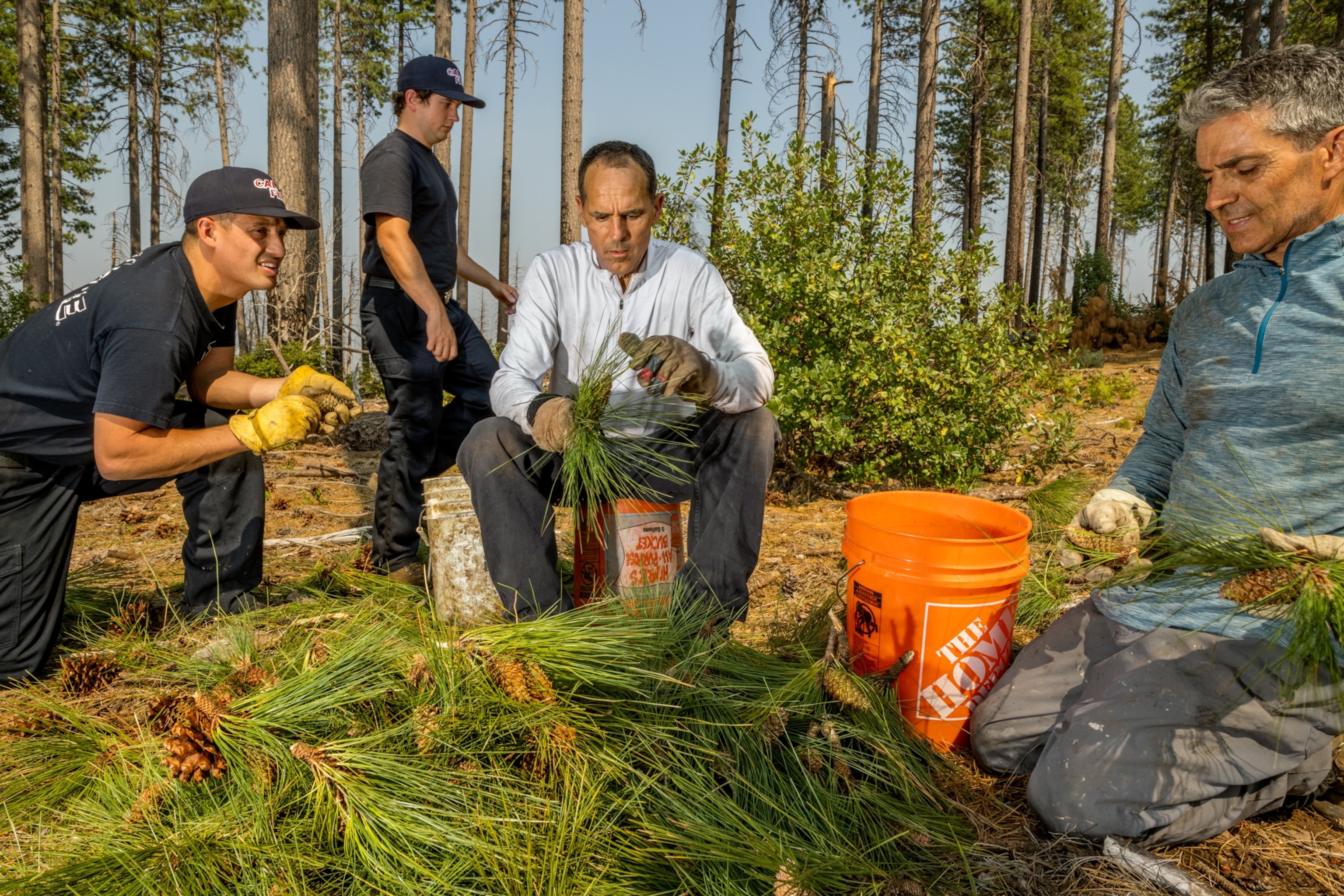 Cone collectors sit in a half circle and prepare cones for bagging.