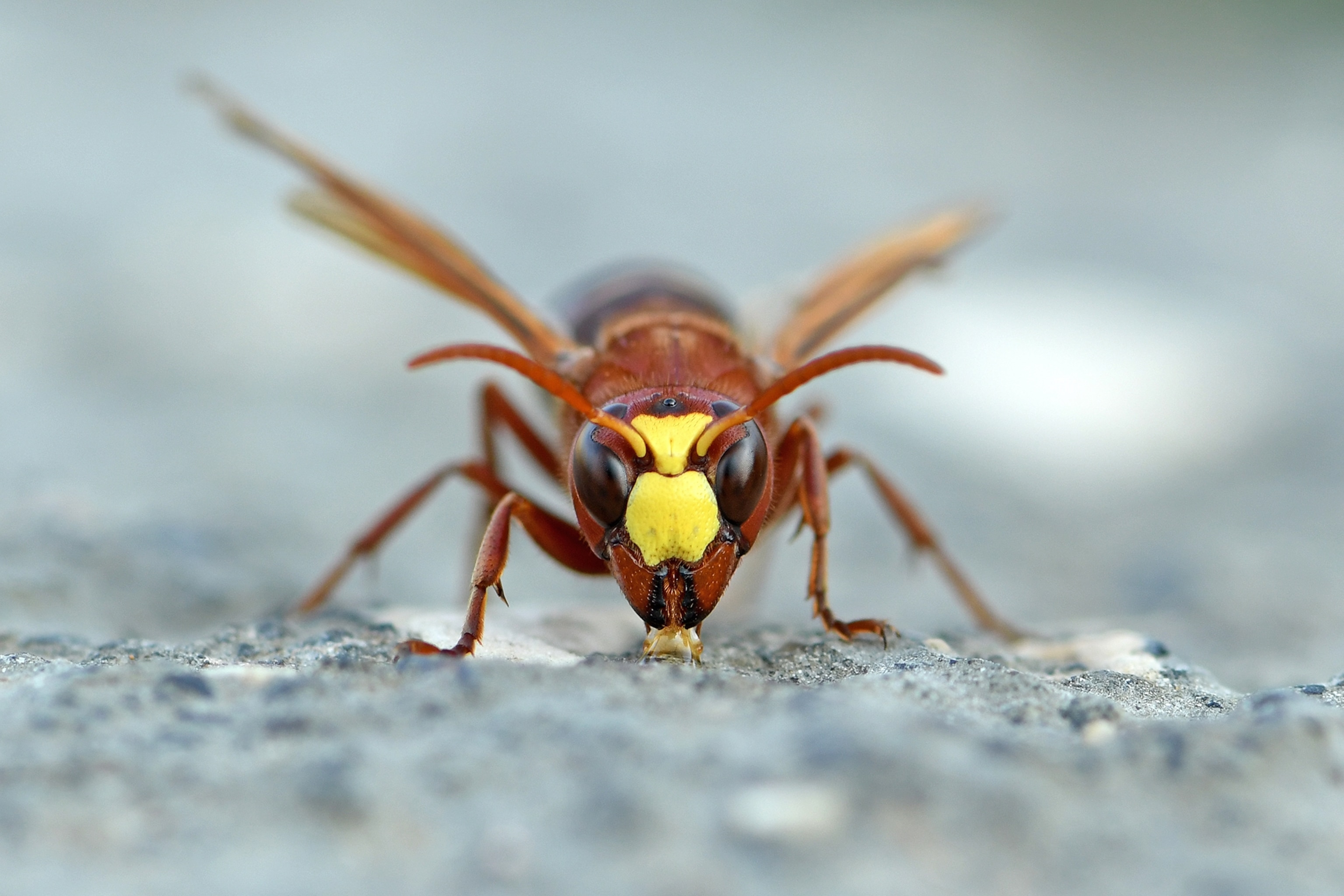 A hornet with yellow and black markings drinks a substance.
