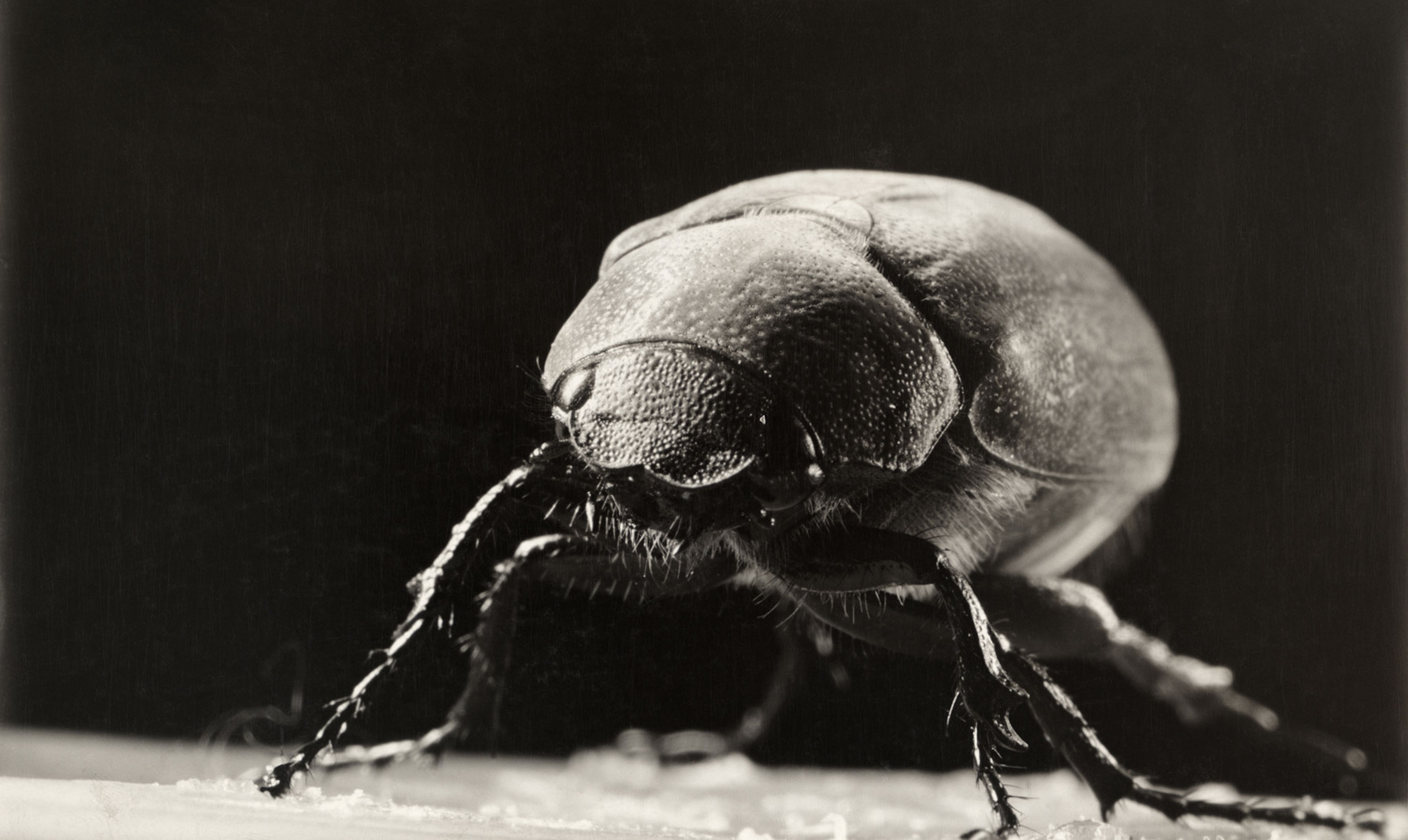 a June beetle