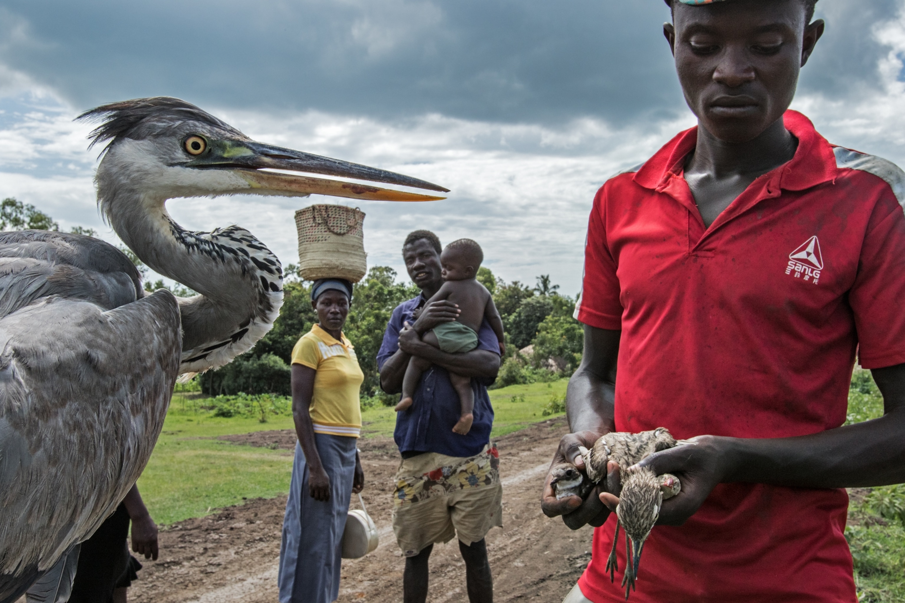 conservationist in red shirt holding a dead bird.