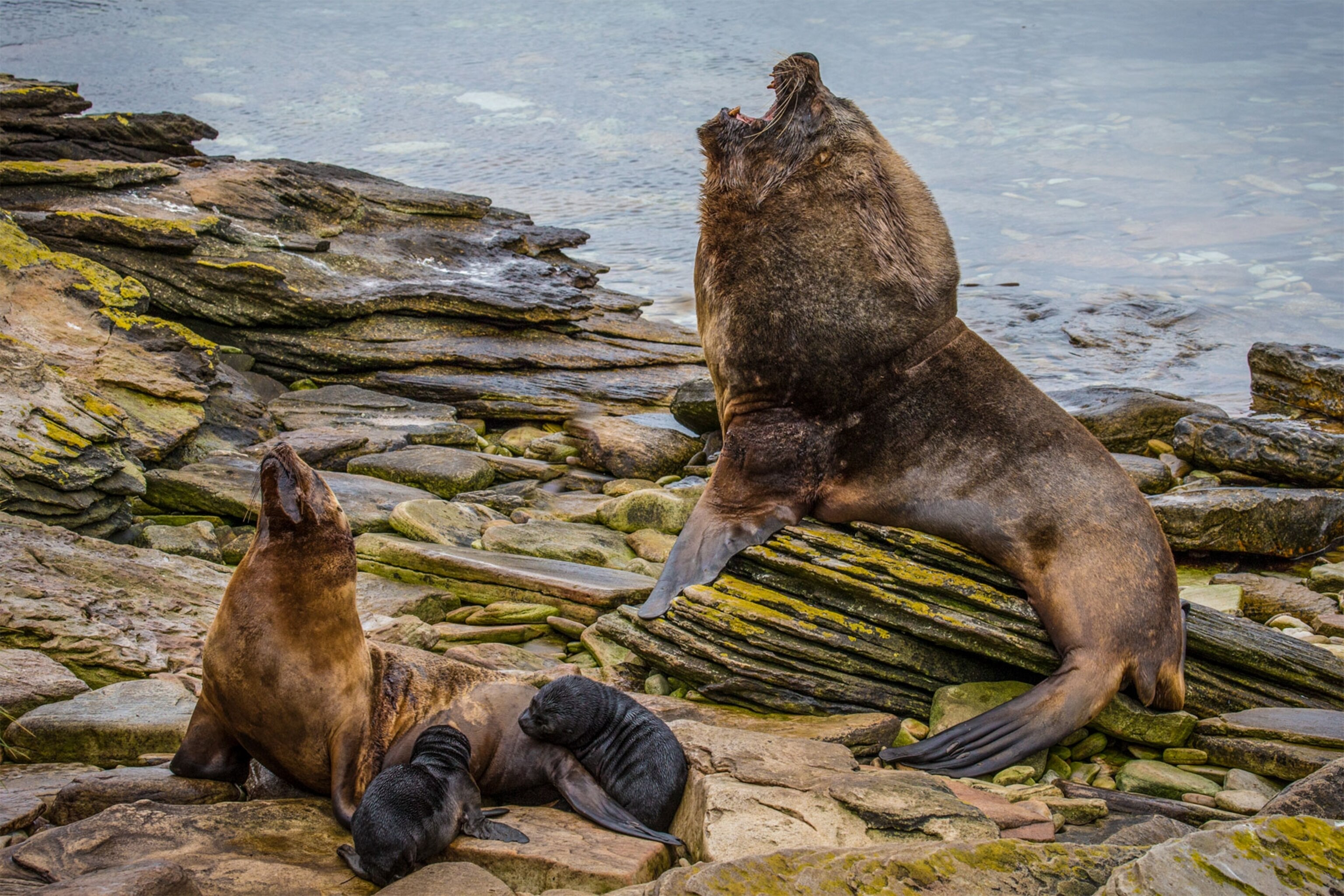 seals