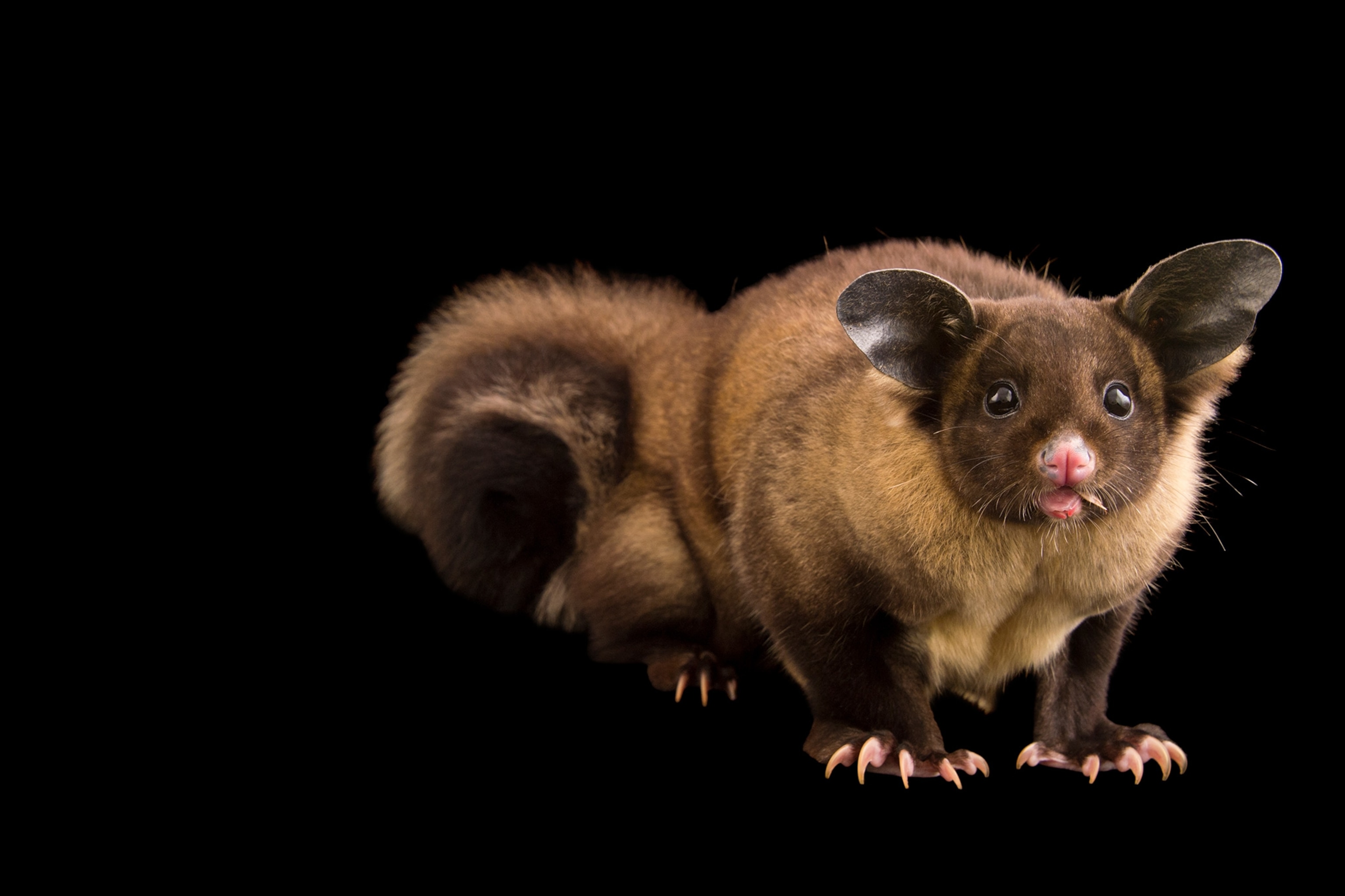 a yellow bellied glider