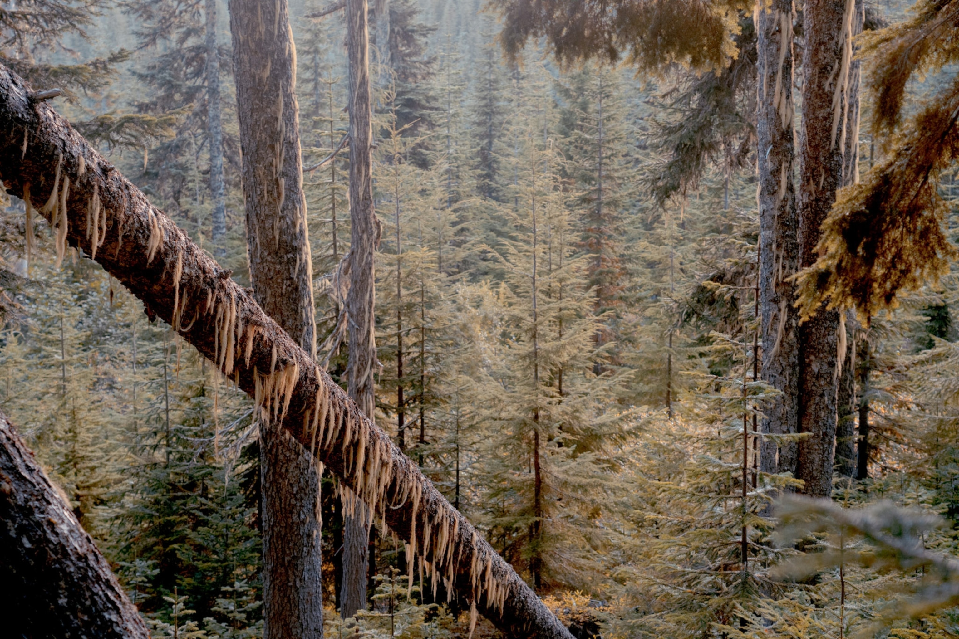 A tree leans as pale green lichen grow on it and hang.