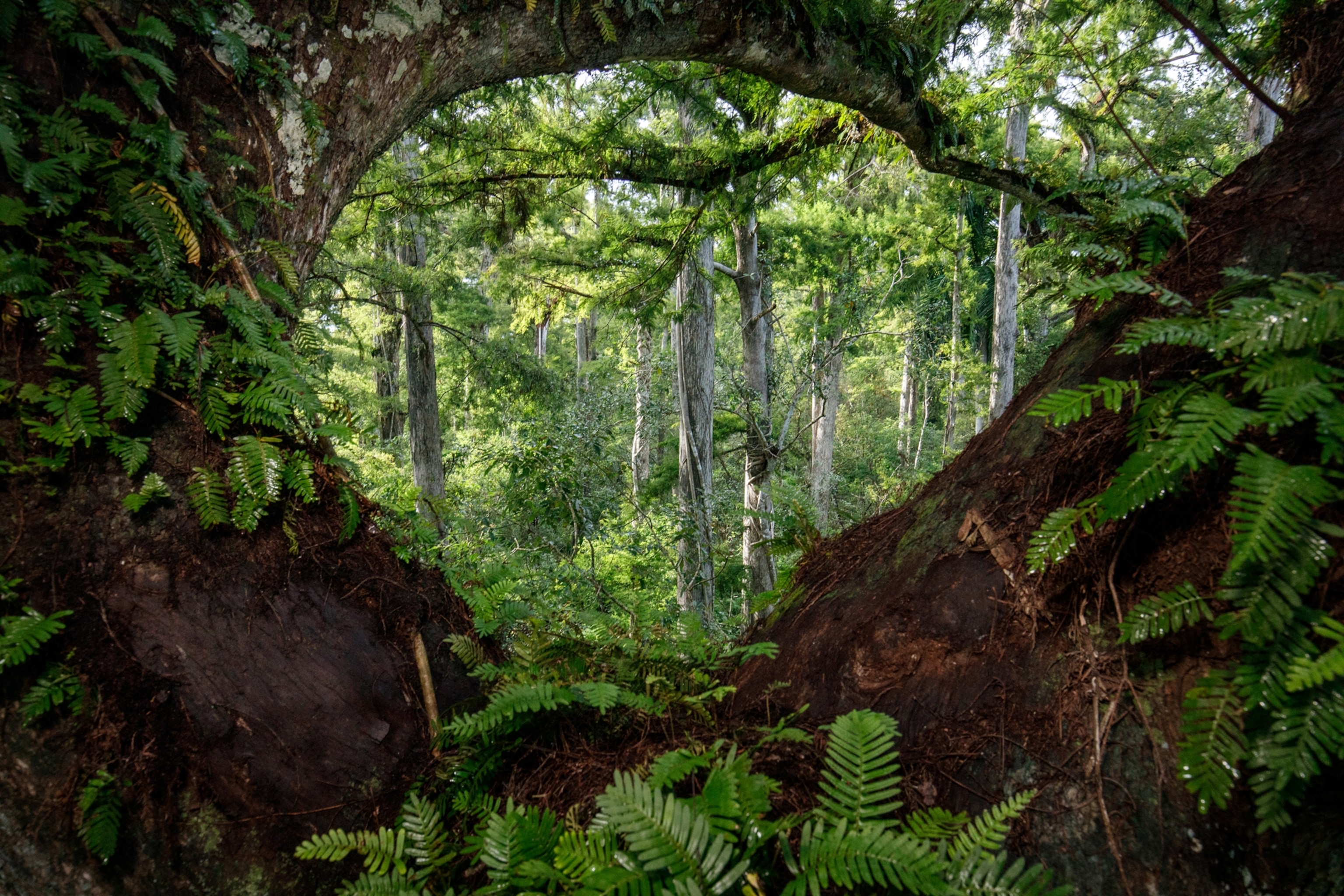 Tree trunks and branches create a window into swamp.