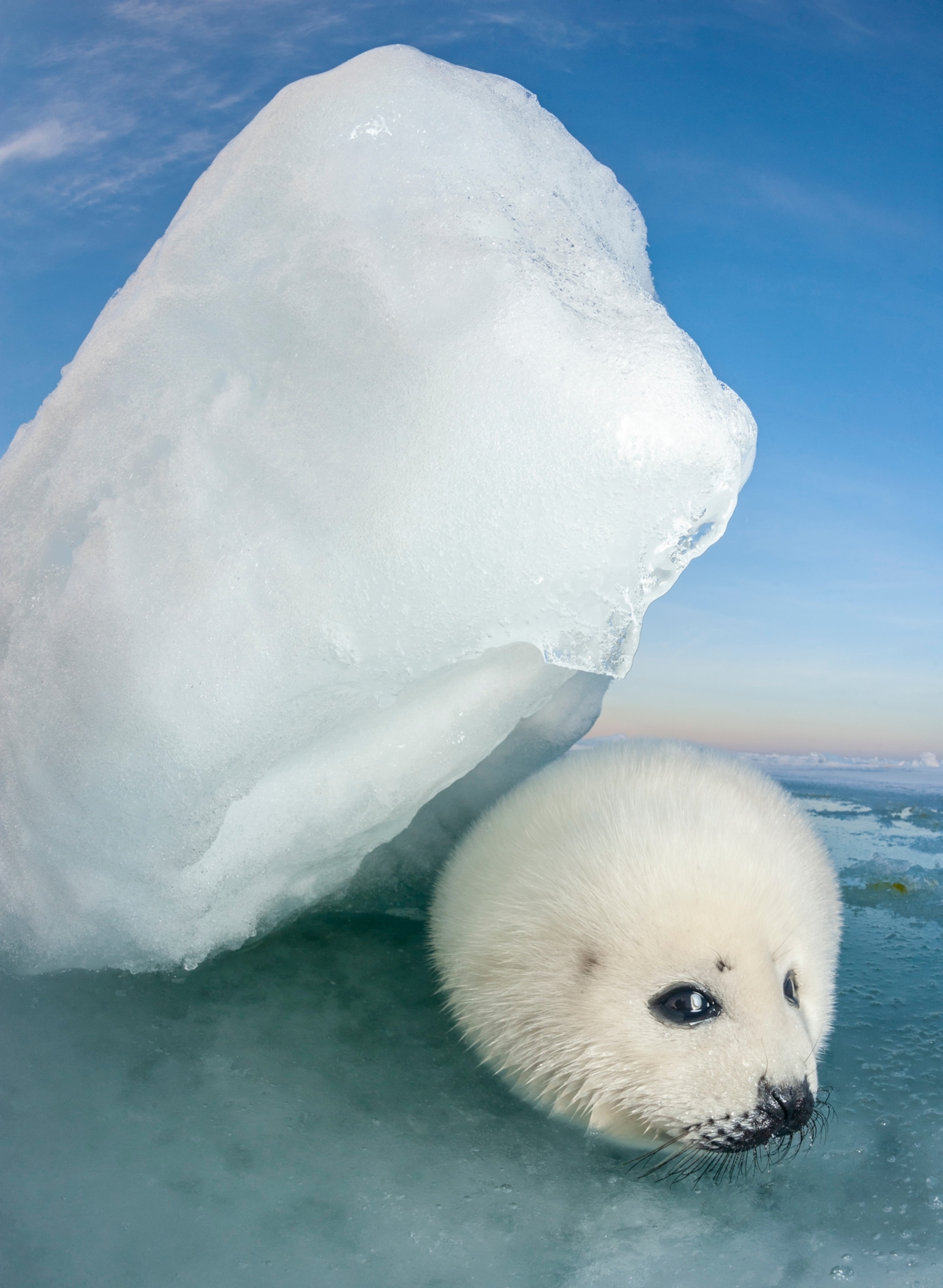 a young fluffy white and wide eyed seal pup laying under a slanted ice boulder for shelter.