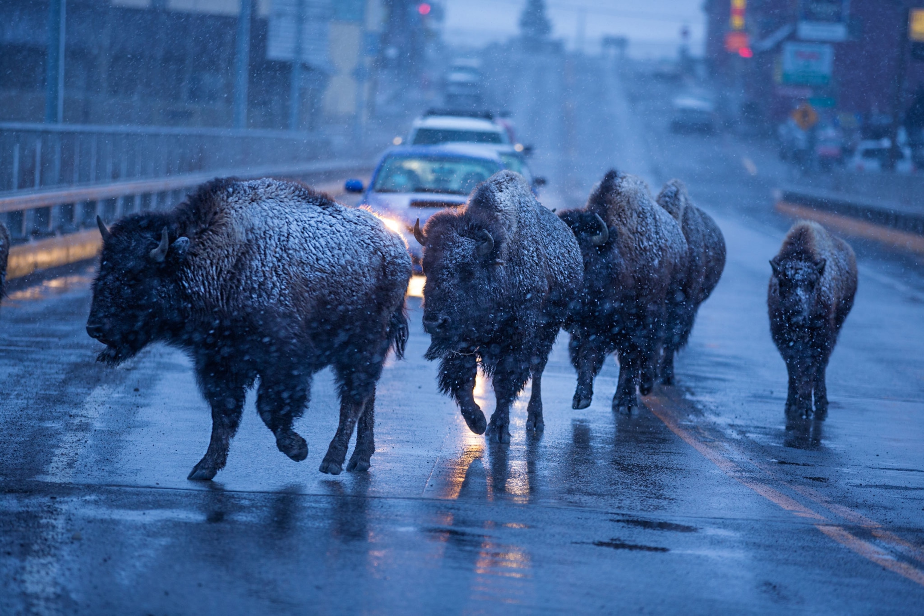 a group of bison walking along a highway near Yellowstone National Park in Montana