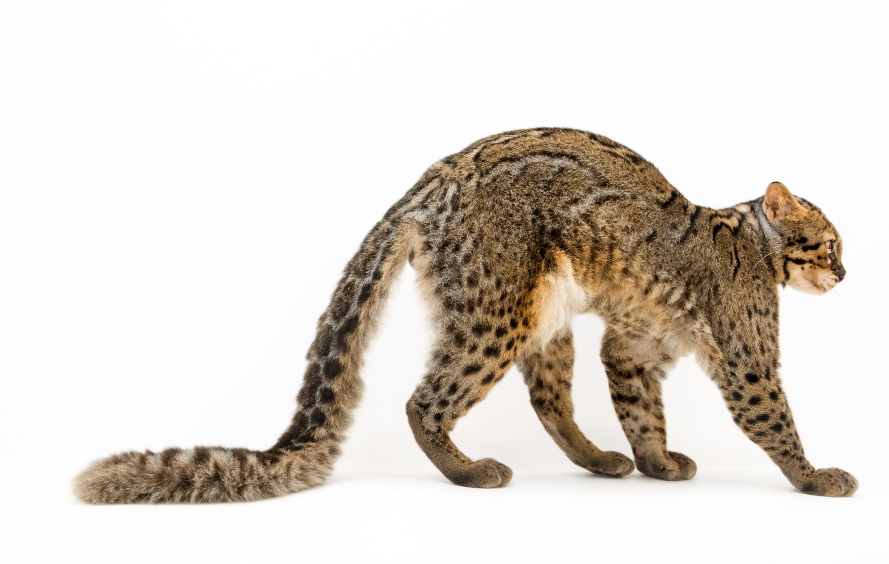 a marbled cat