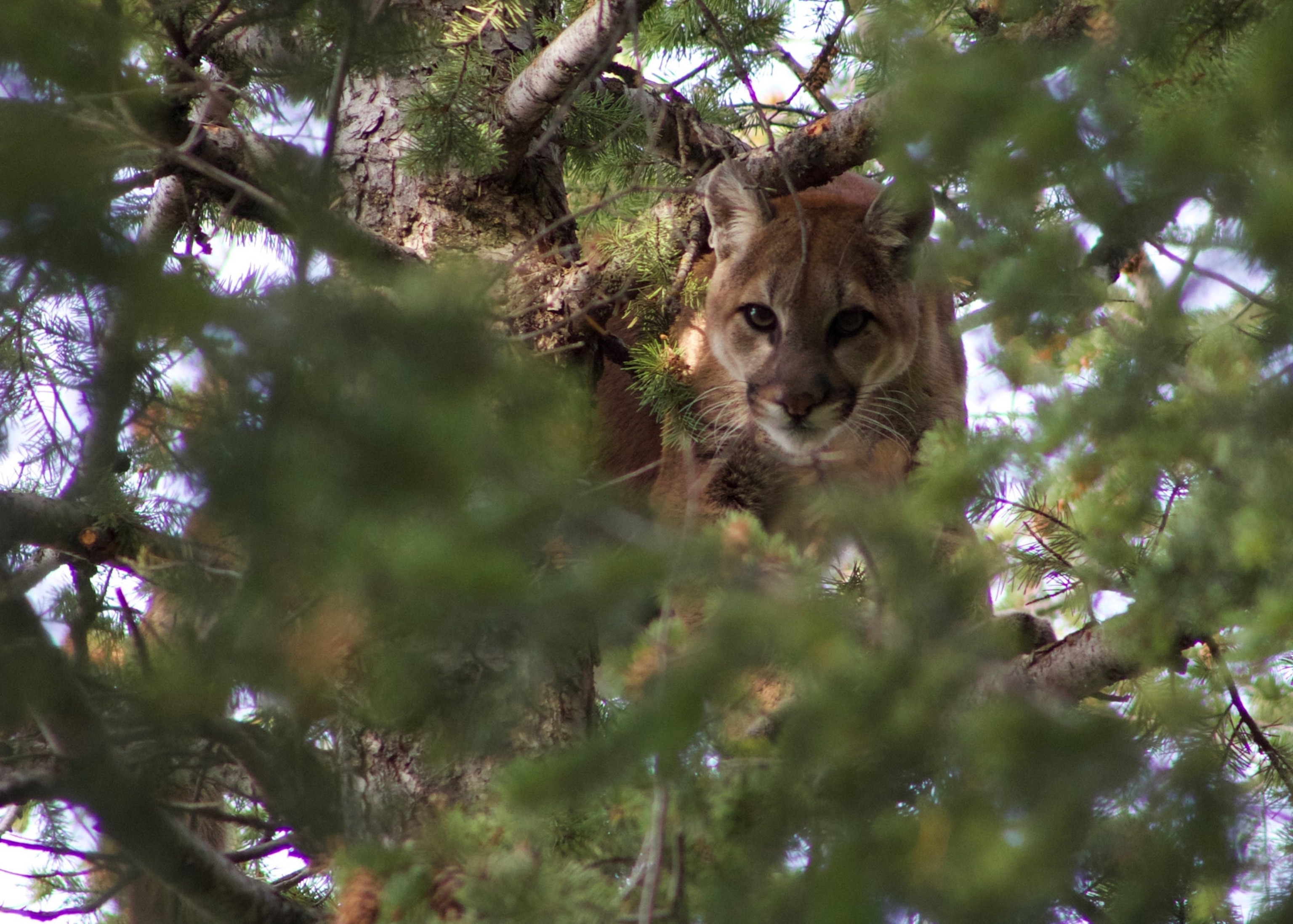 A female mountain lion peers through the branches of a tree.
