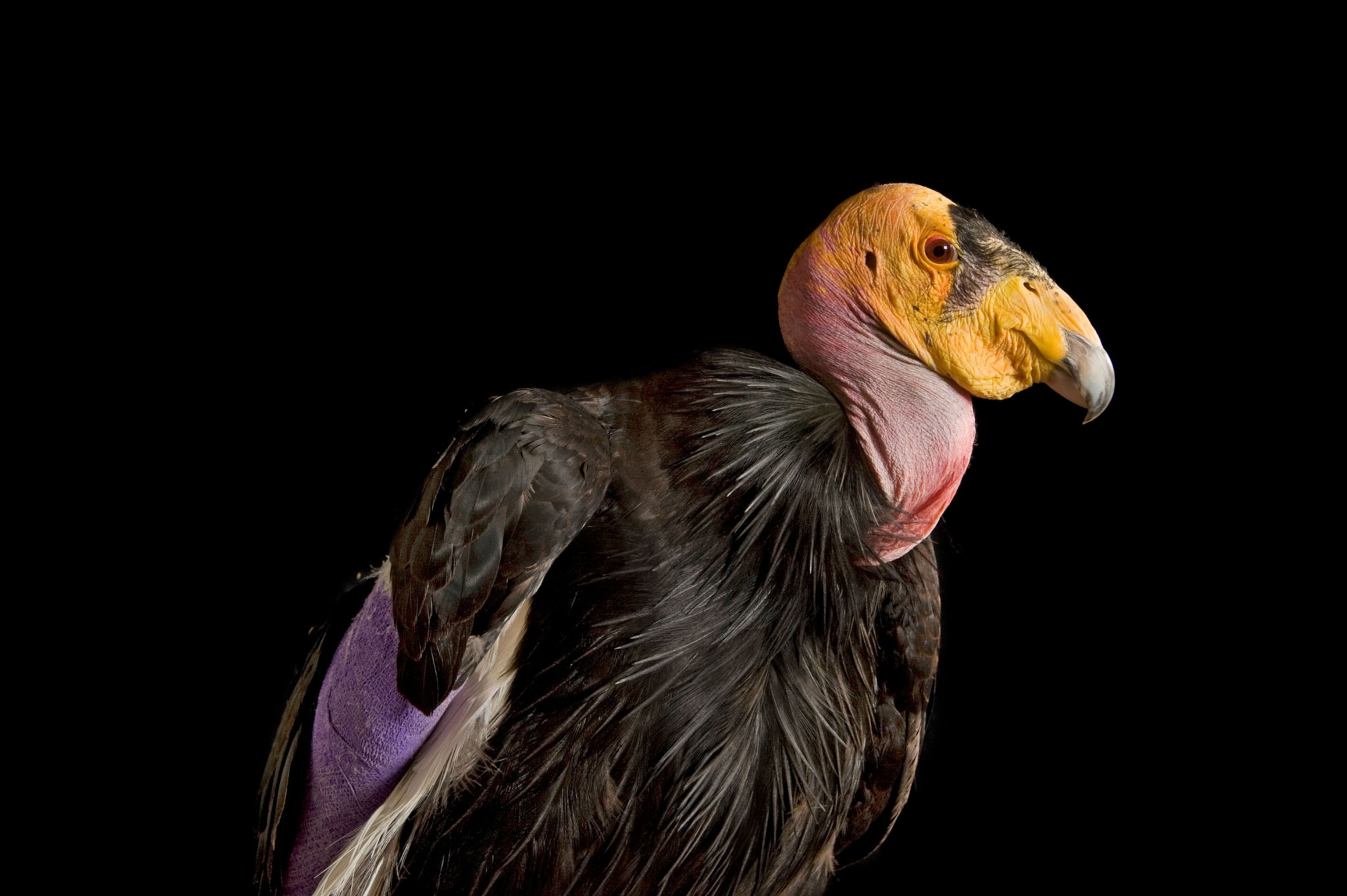 Picture of bird with purple wings, pink neck, and yellow head.