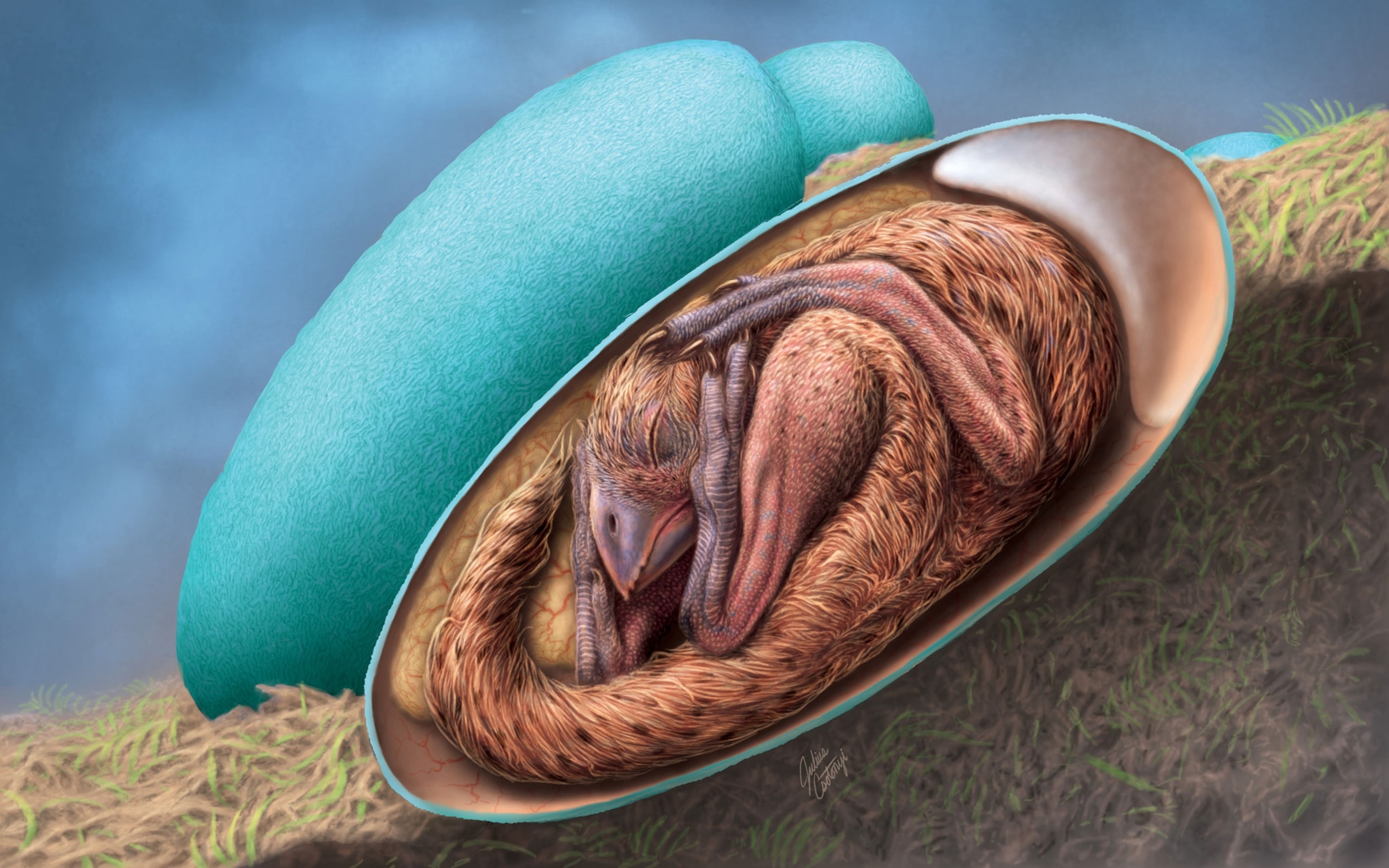 dino embryo illo