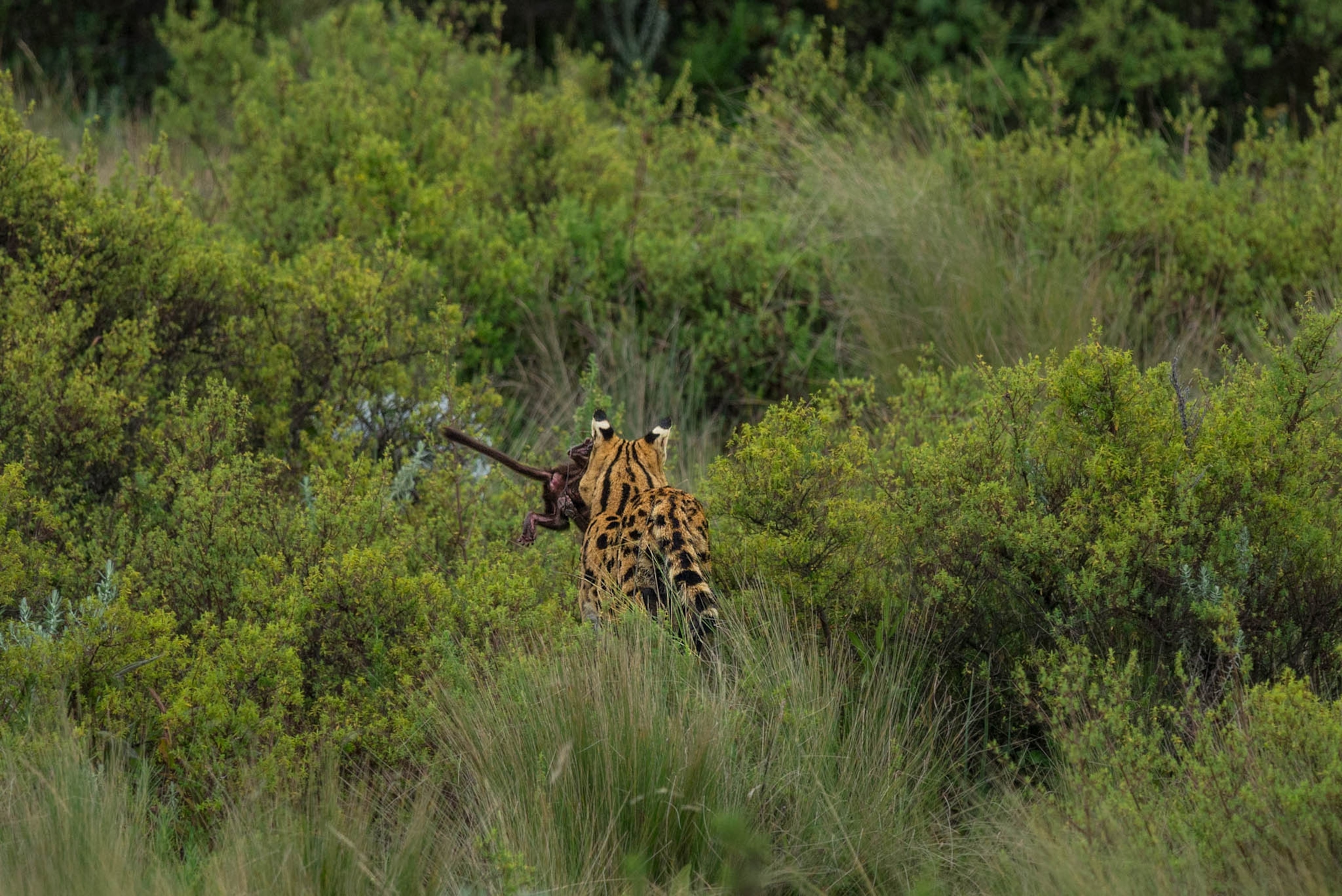 a cat running into a thicket of saint johns wort with a live newborn gelada in its mouth