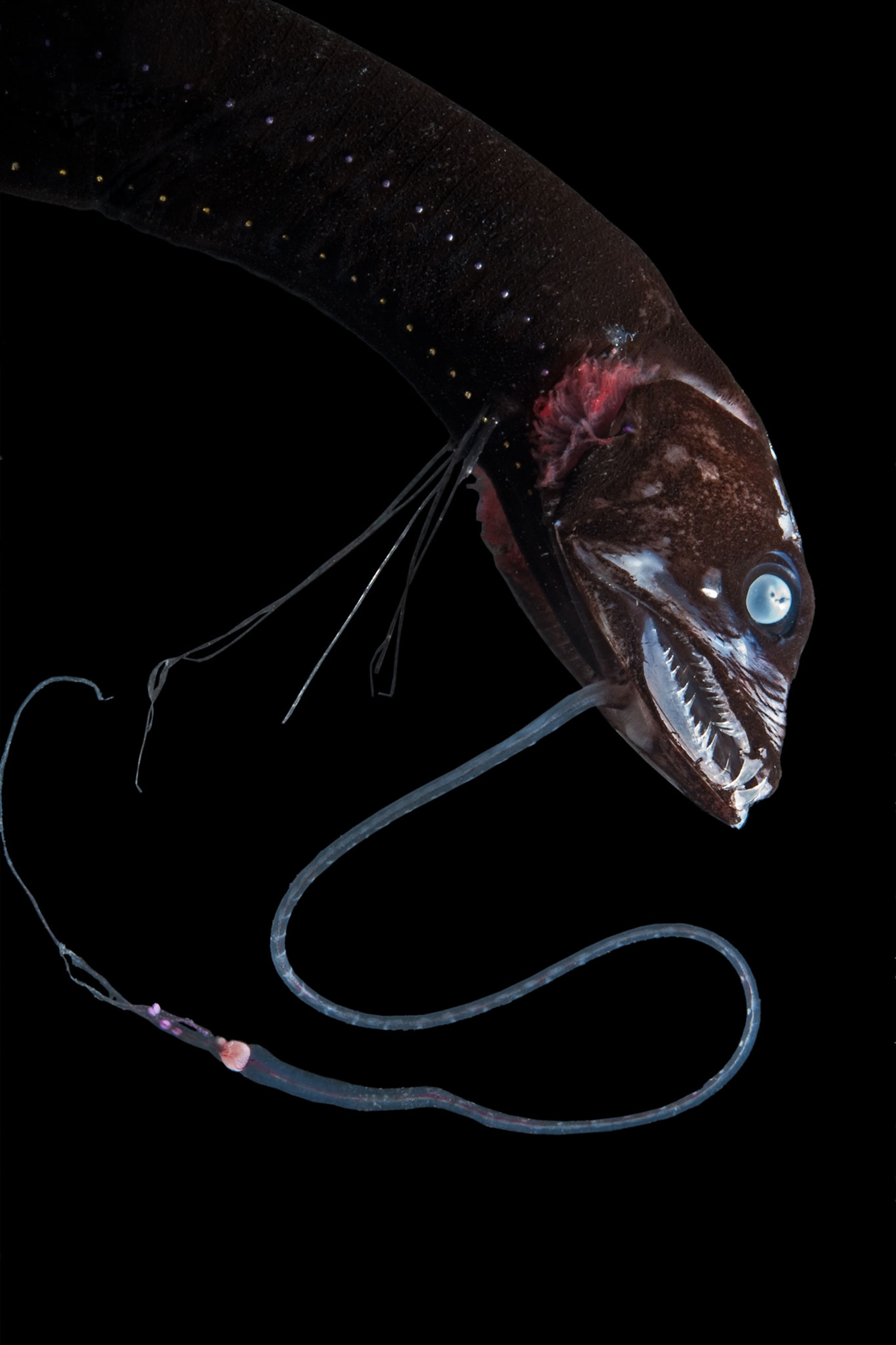 a deep sea fish
