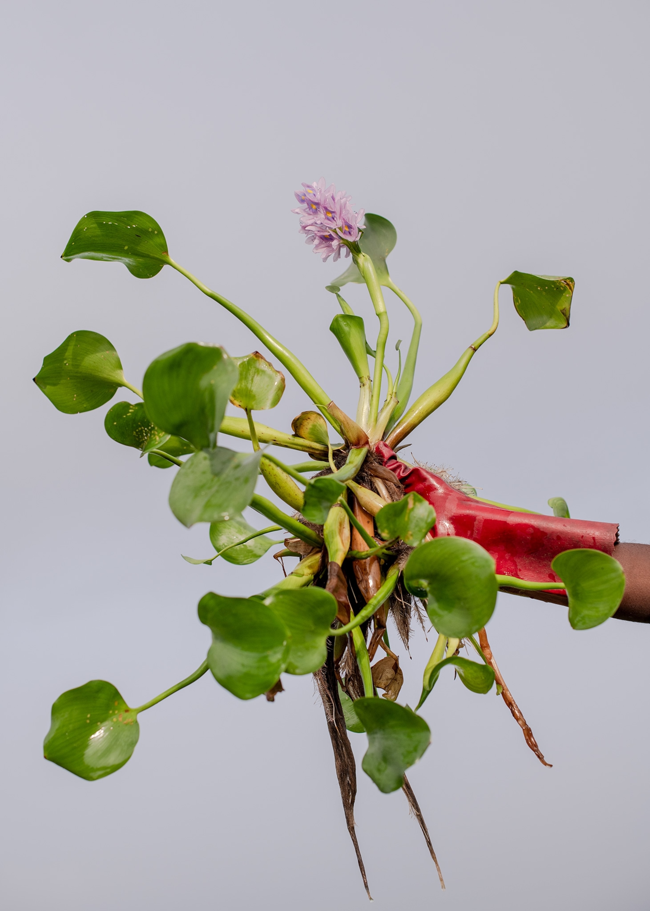 A person holds a Water hyacinth with a red glove.