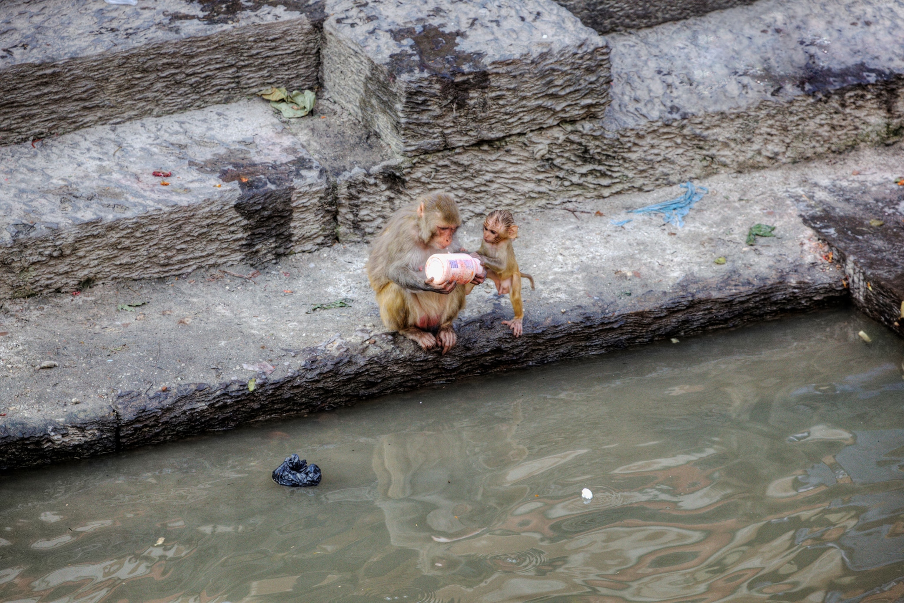 a rhesus monkey inspecting discarded plastic bottle