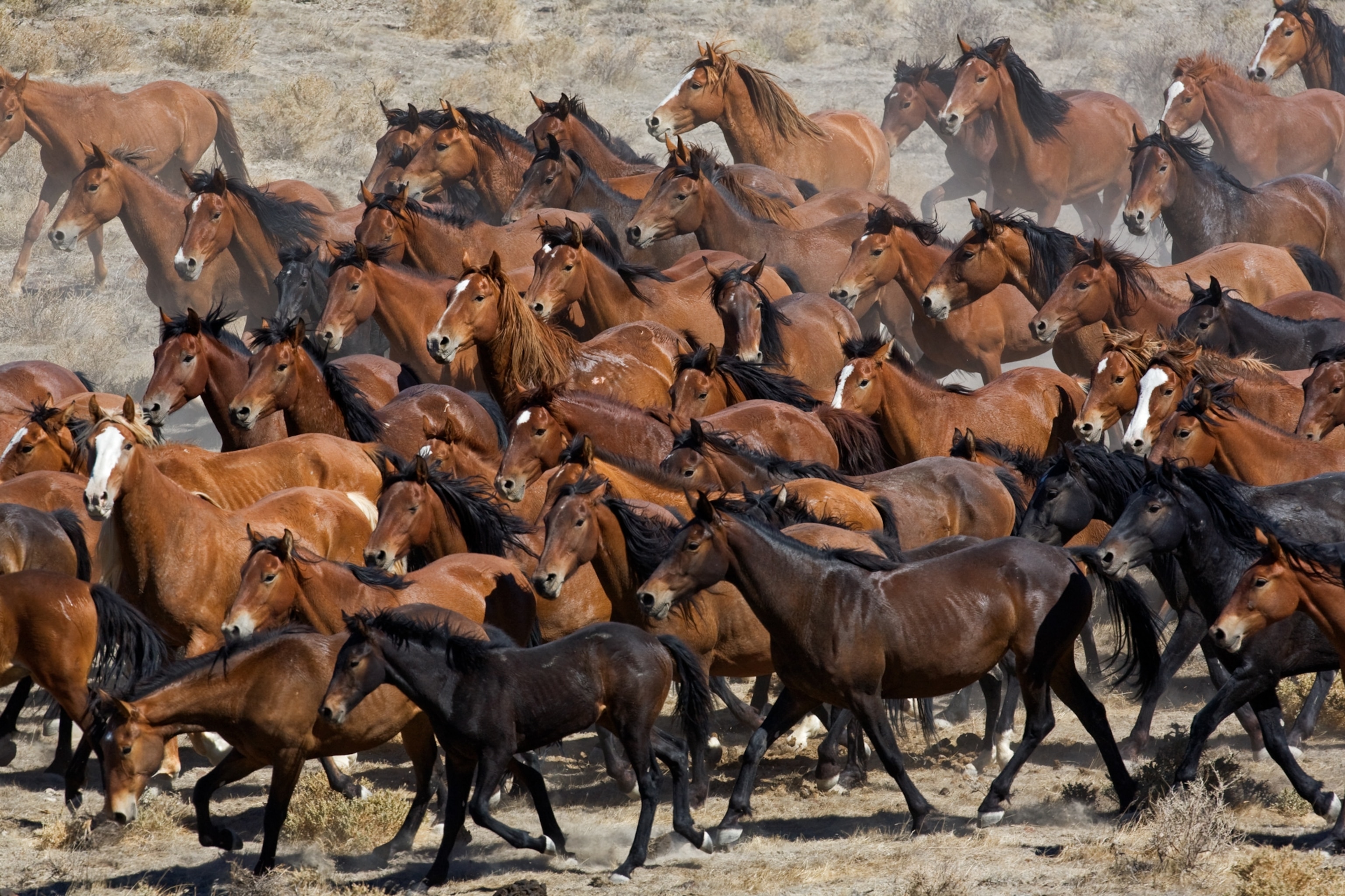 mustangs being rounded up ordered by the Bureau of Land Management