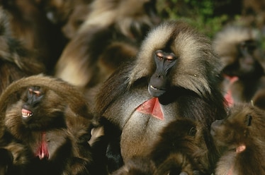 geladas
