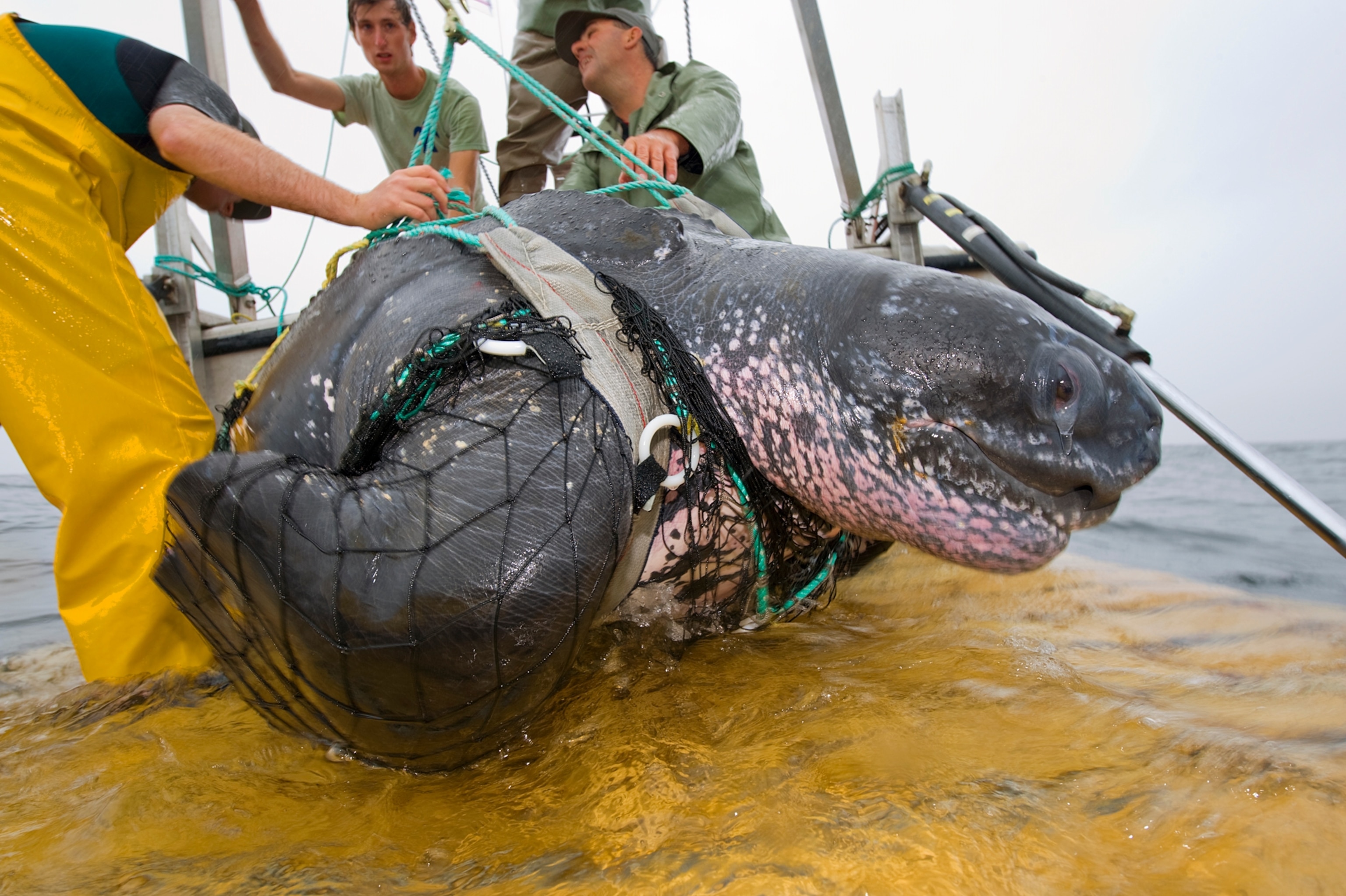 a captured leatherback turtle being inspected by researchers before releasing it