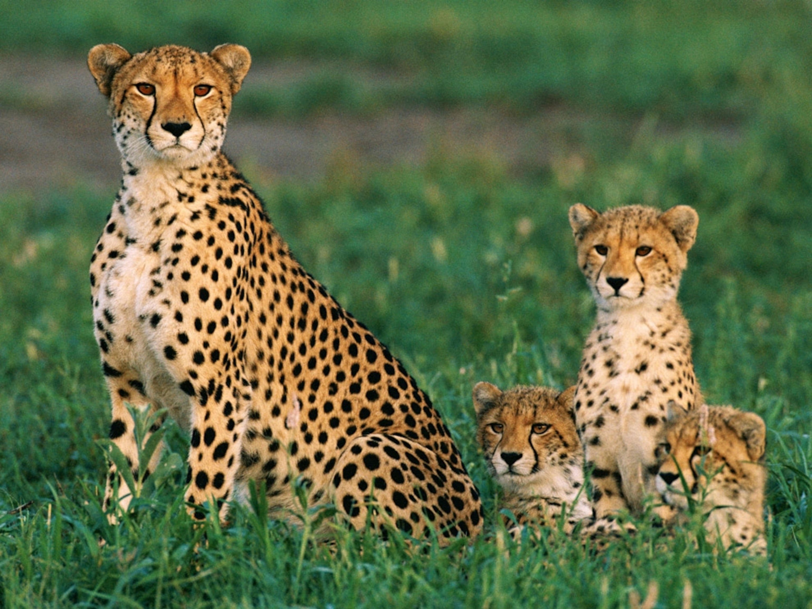 A female African cheetah and her three cubs