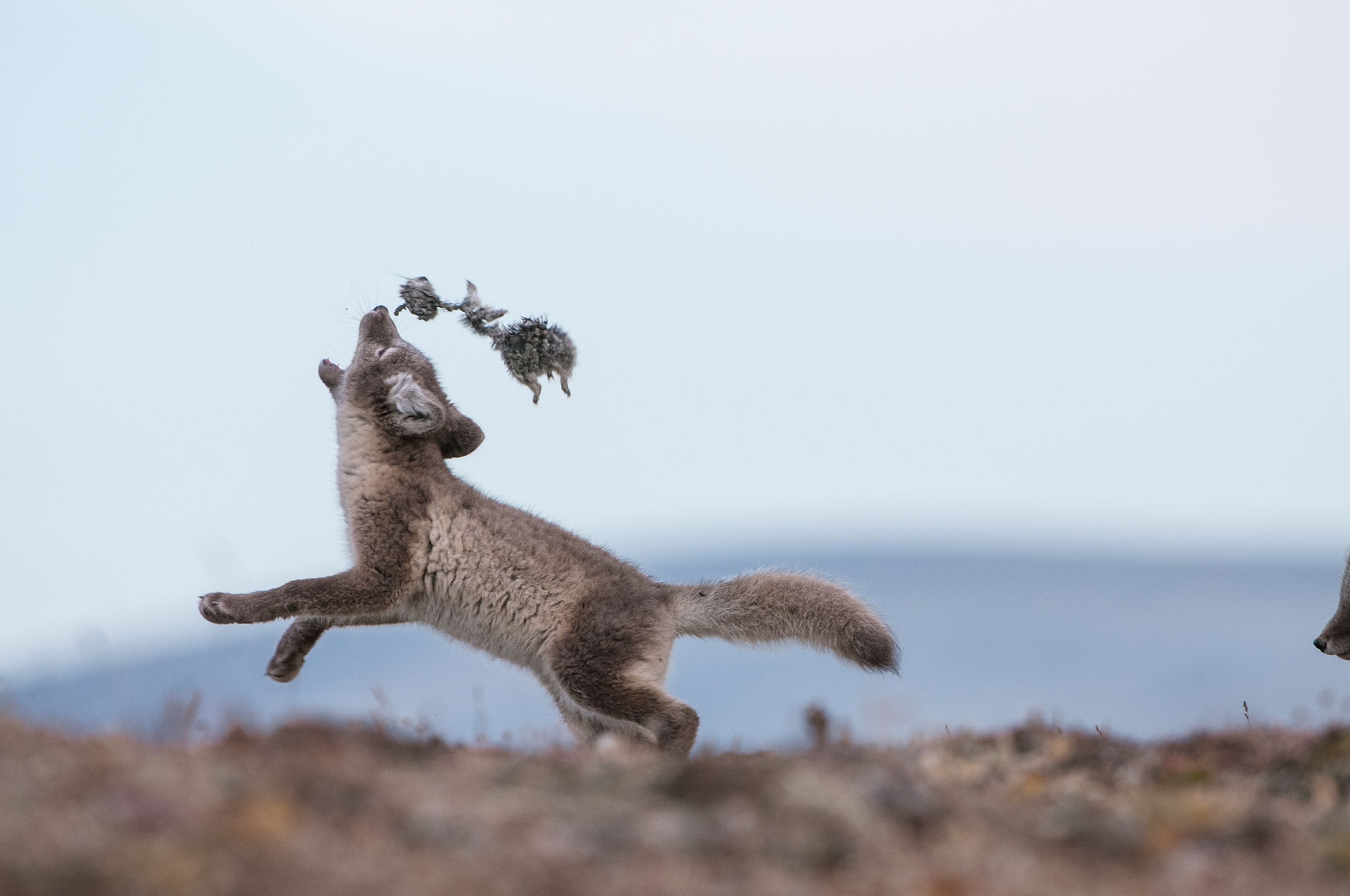 a young Arctic fox playing with a dead lemming.