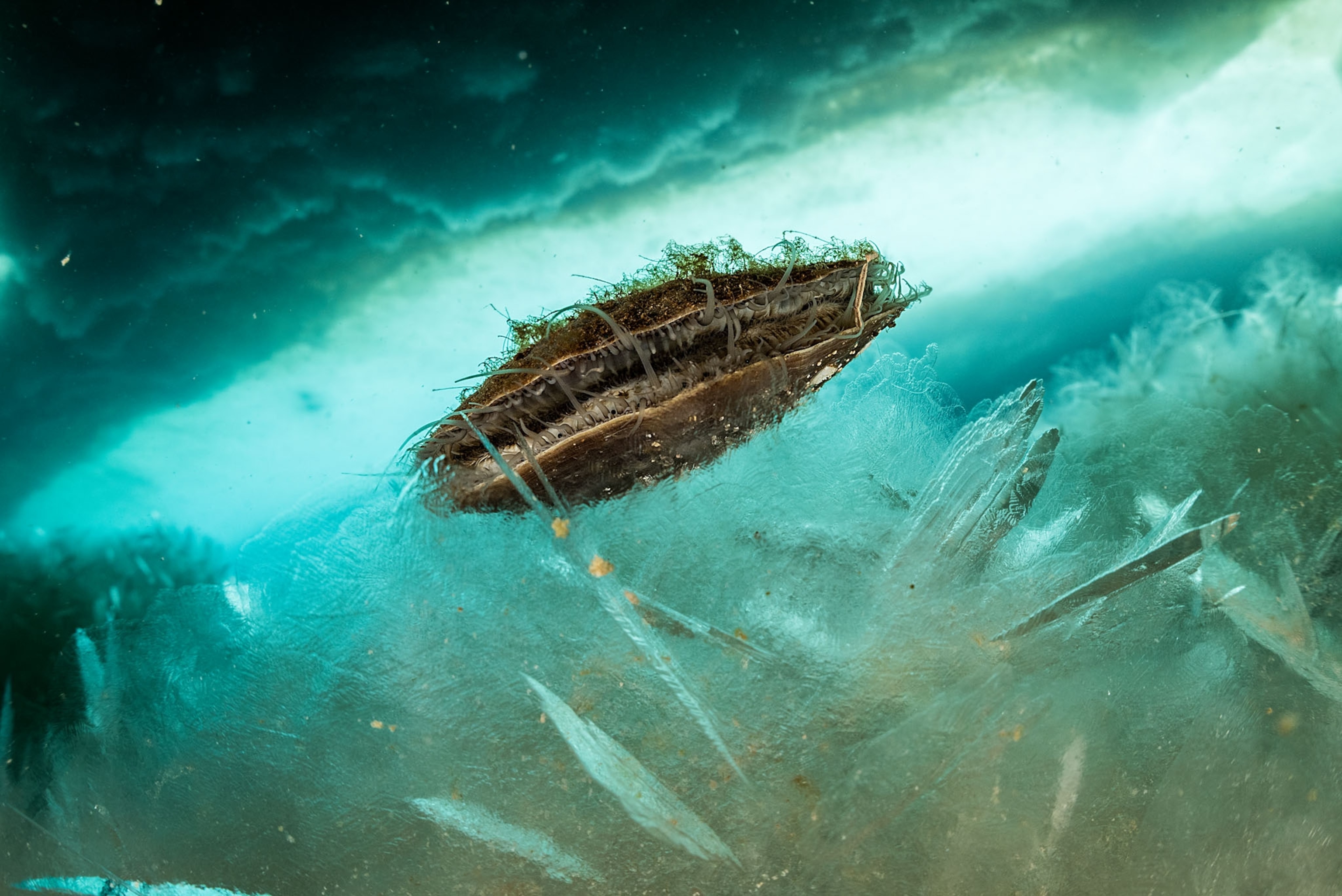 a brown fuzzy clam-like thing in a bright blue ocean