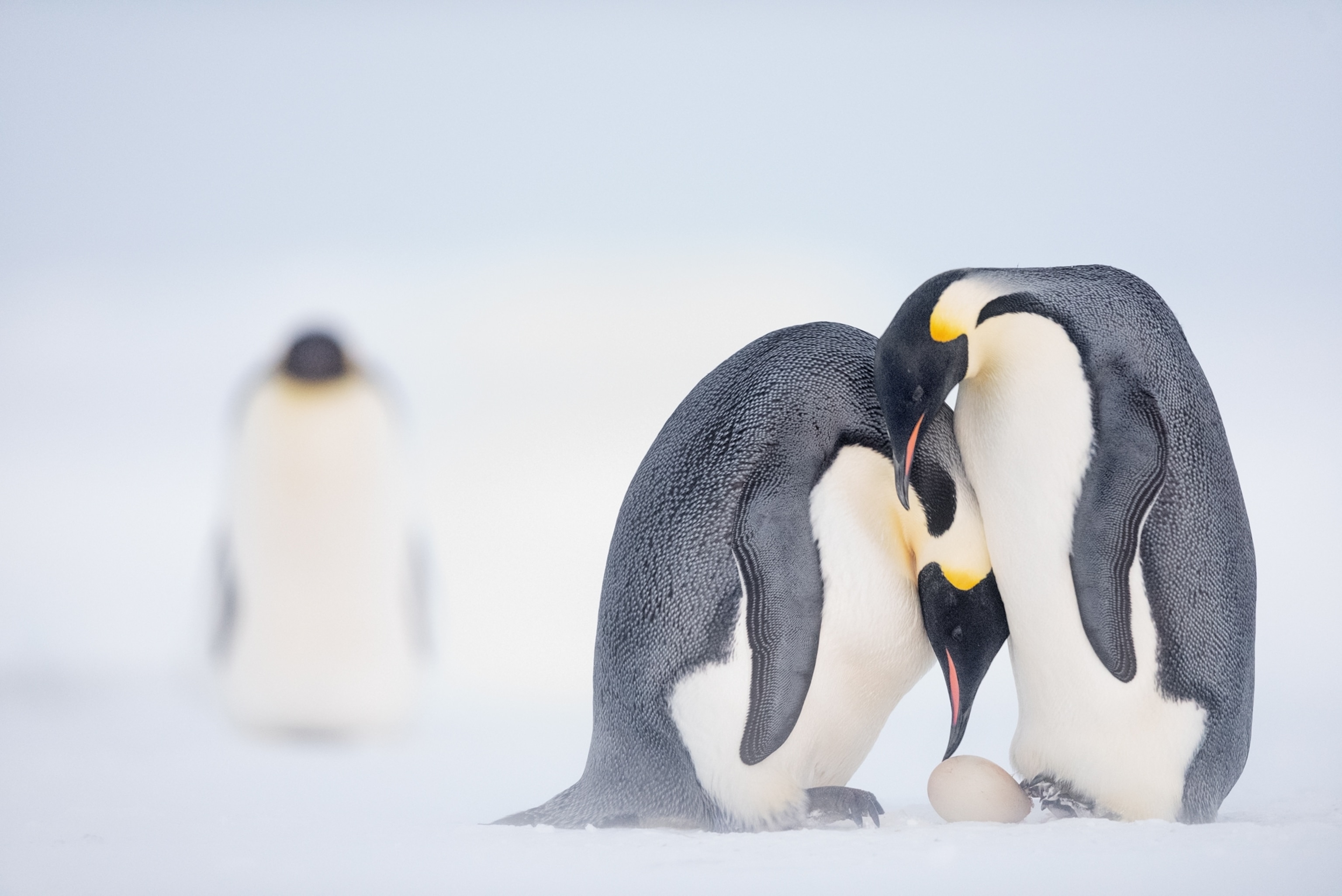 two penguins trasferring egg.