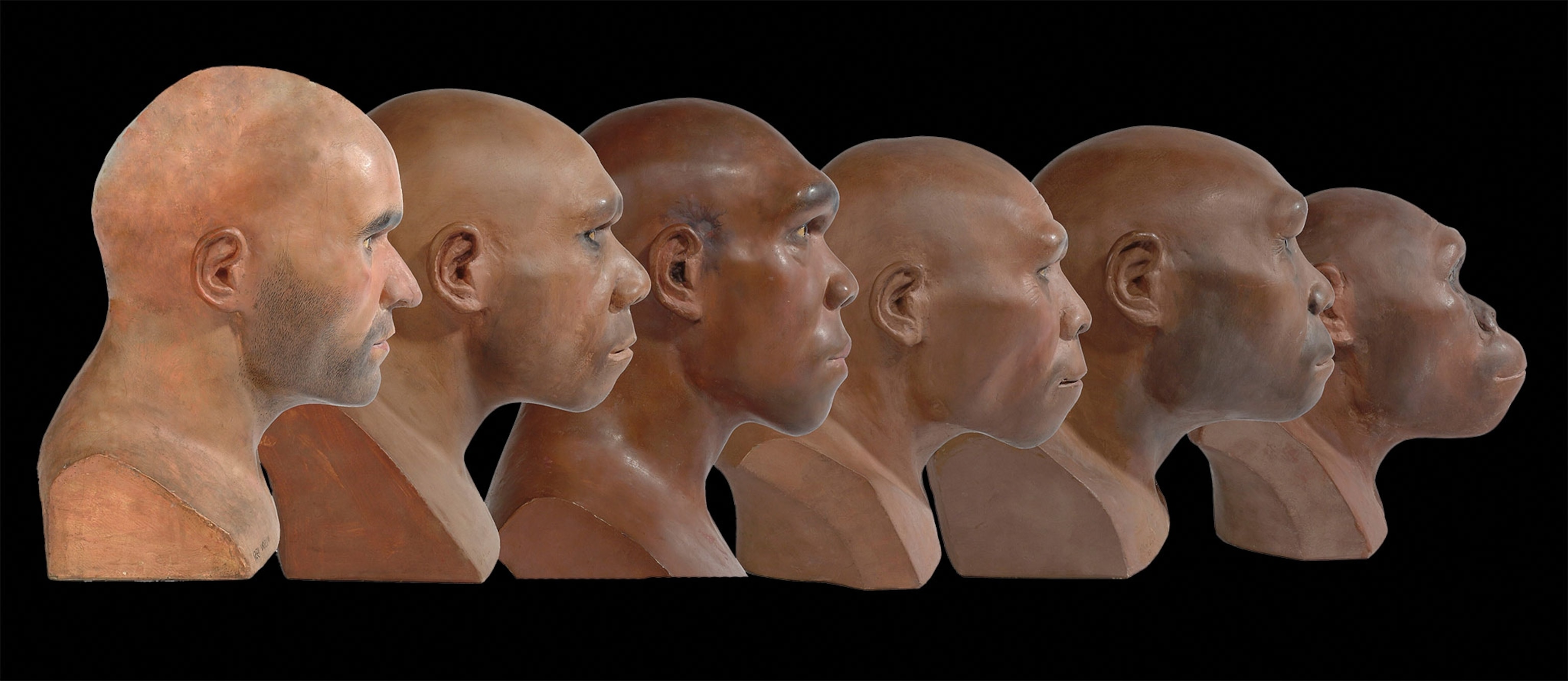 A sequence of reconstructions of hominins' faces