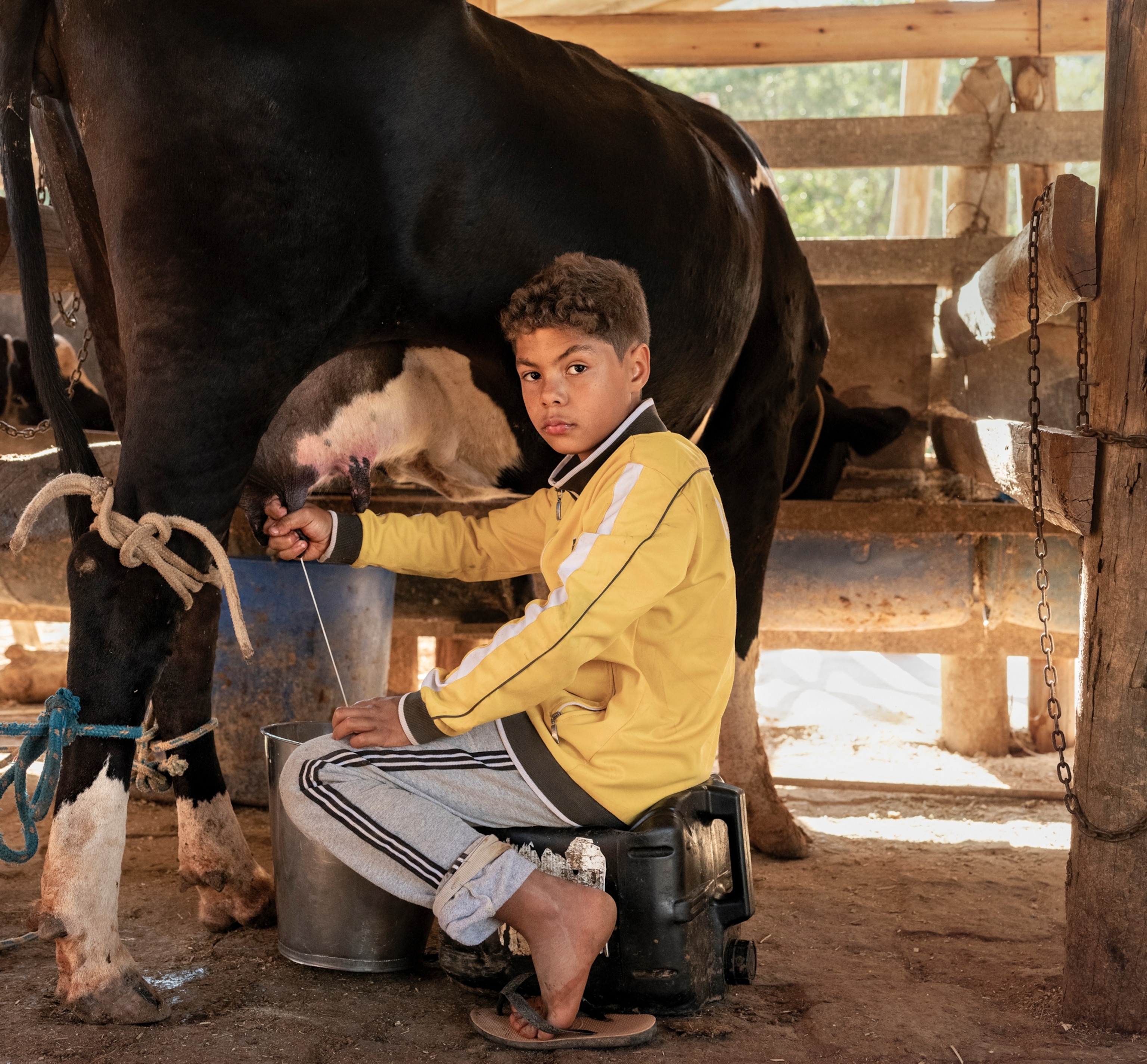 A young boy sits on a water jug and milks a large cow.