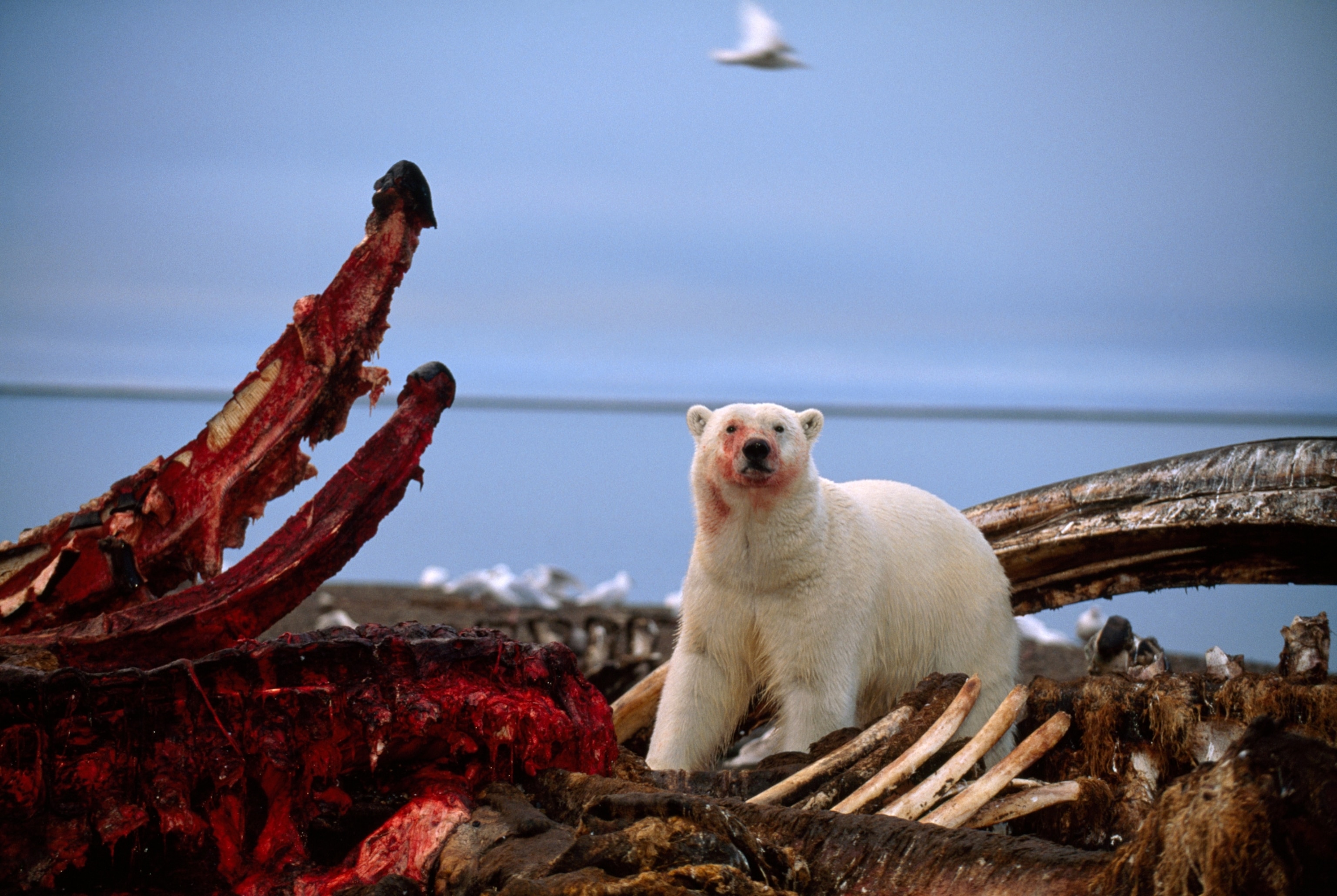 a polar bear and a partially eaten whale carcass