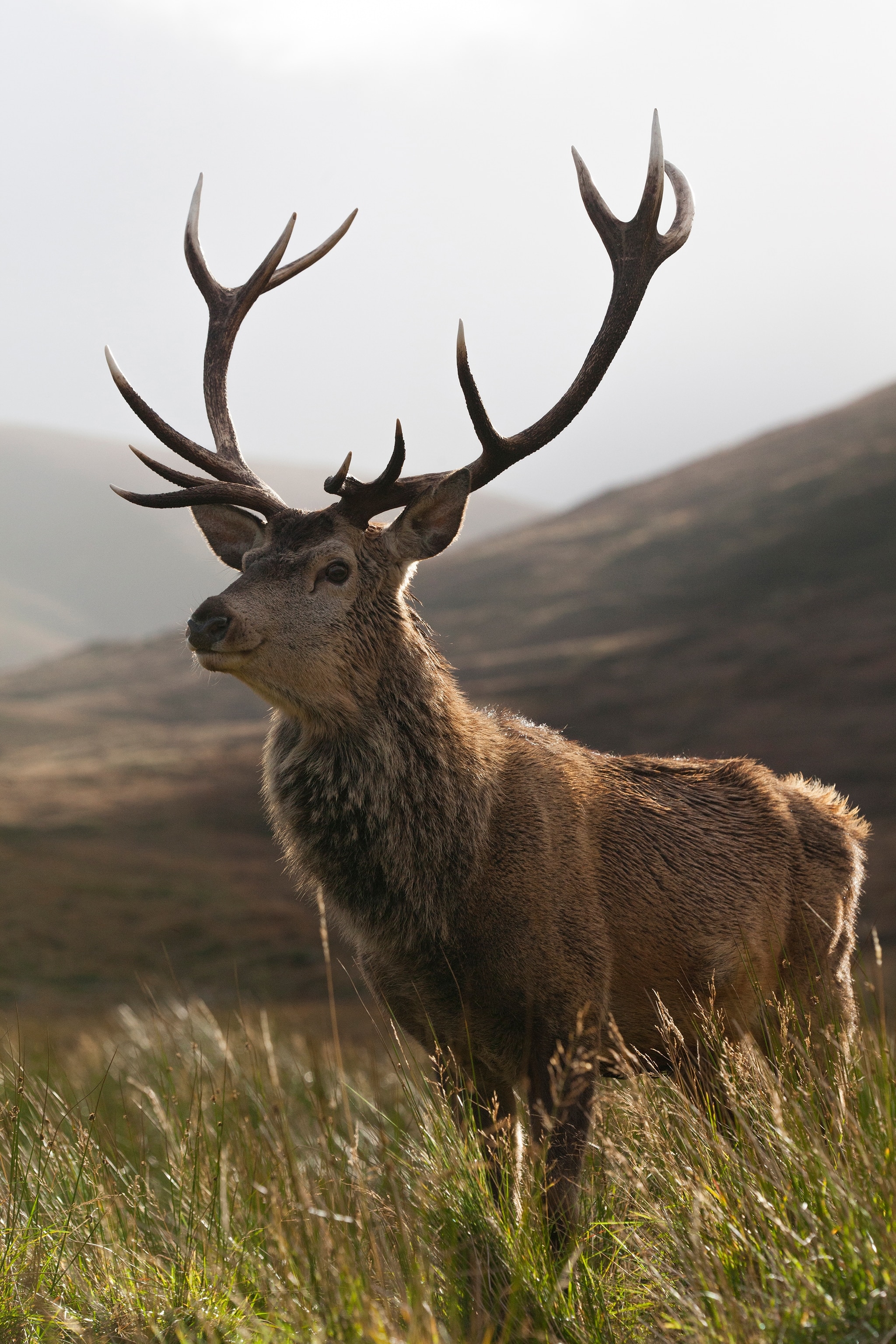 A deer stands in the hillsides.