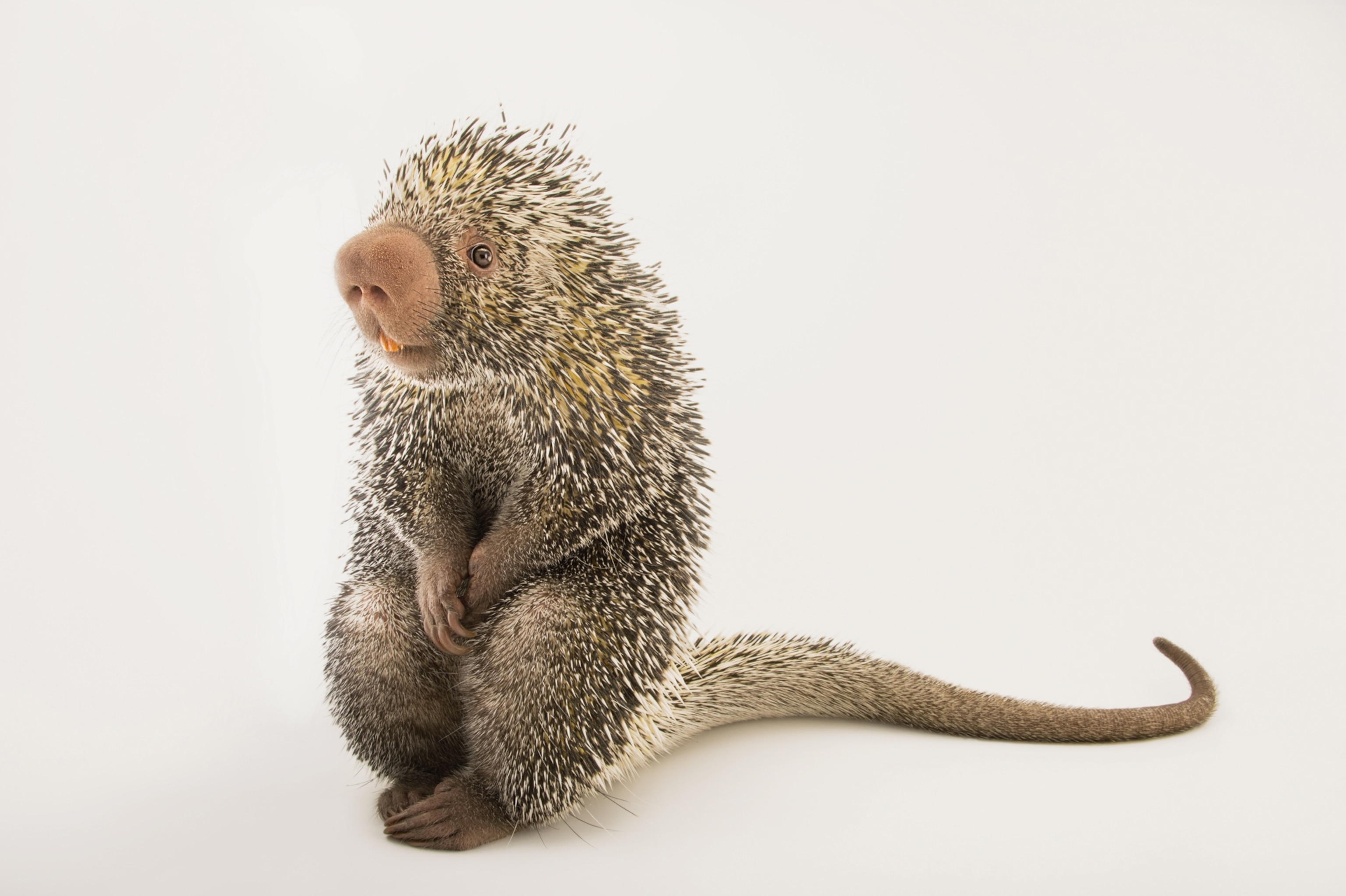 a Brazilian porcupine