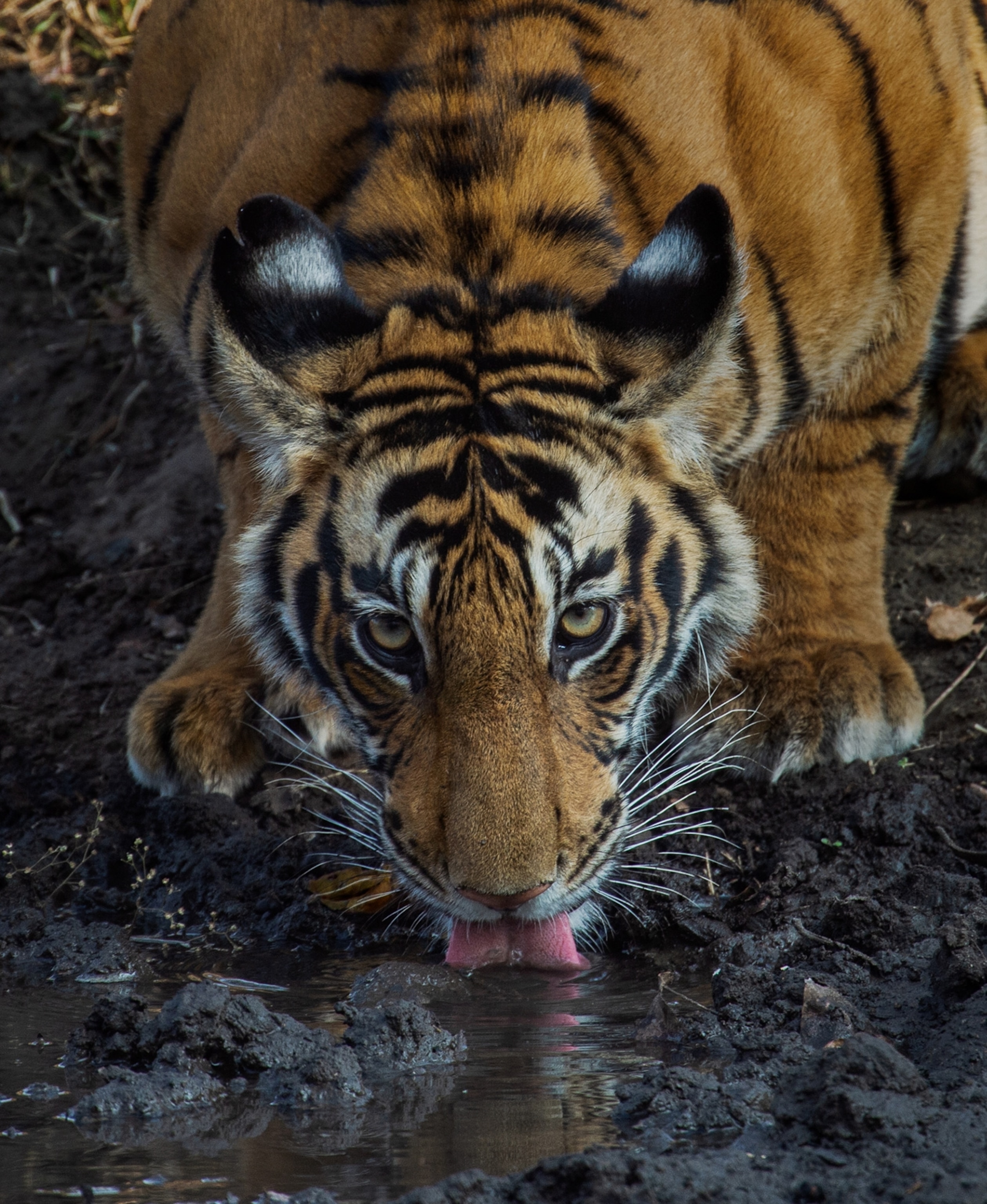 Picture of a tiger crouched down, drinking water from a water hole.
