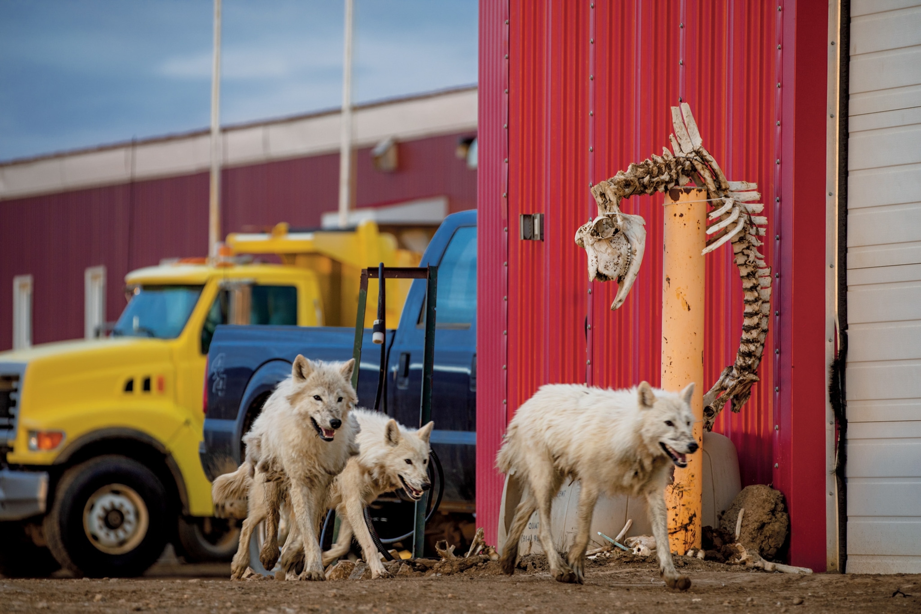 wolves walking along a Canadian military outpost