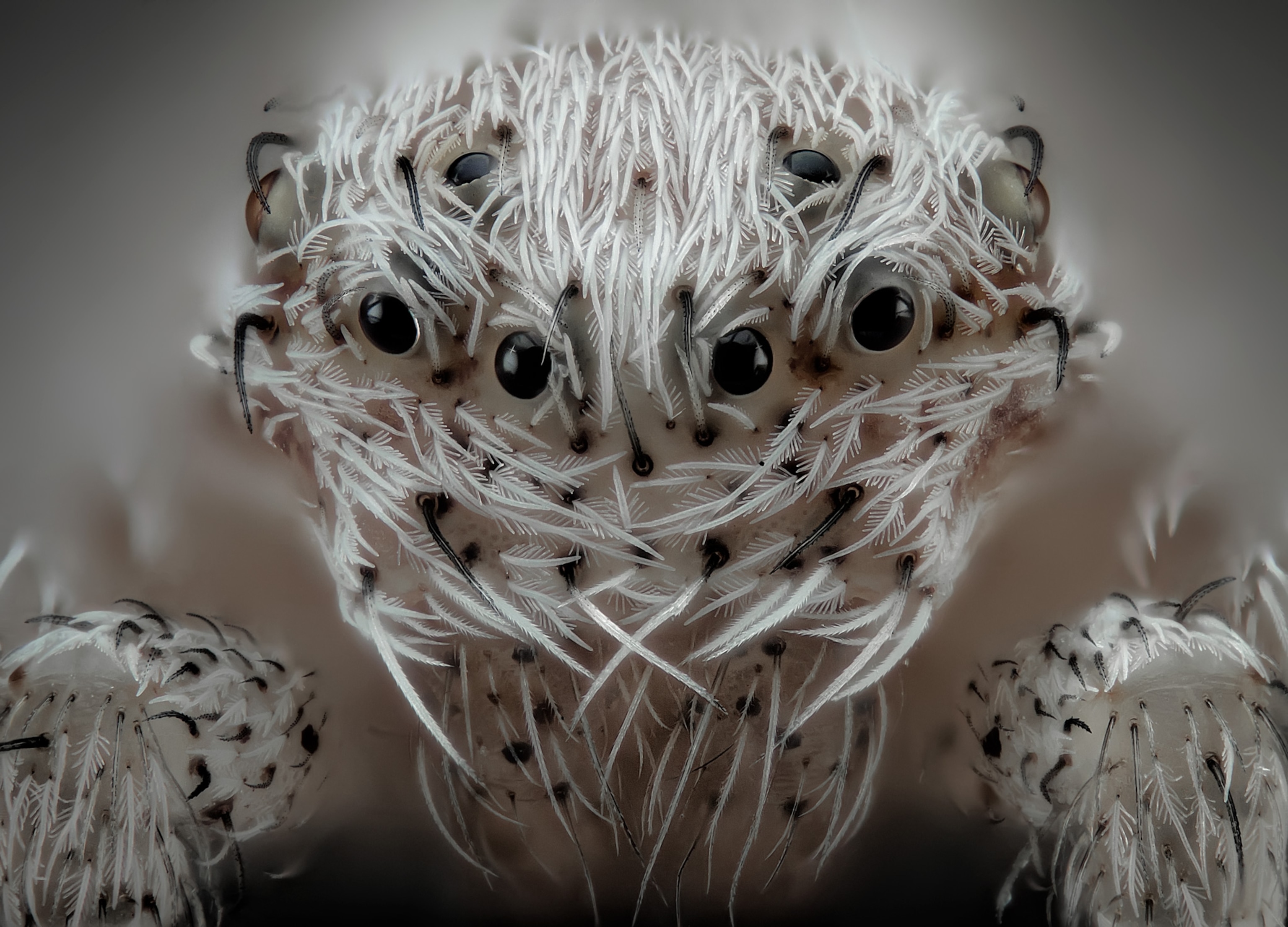 a spider