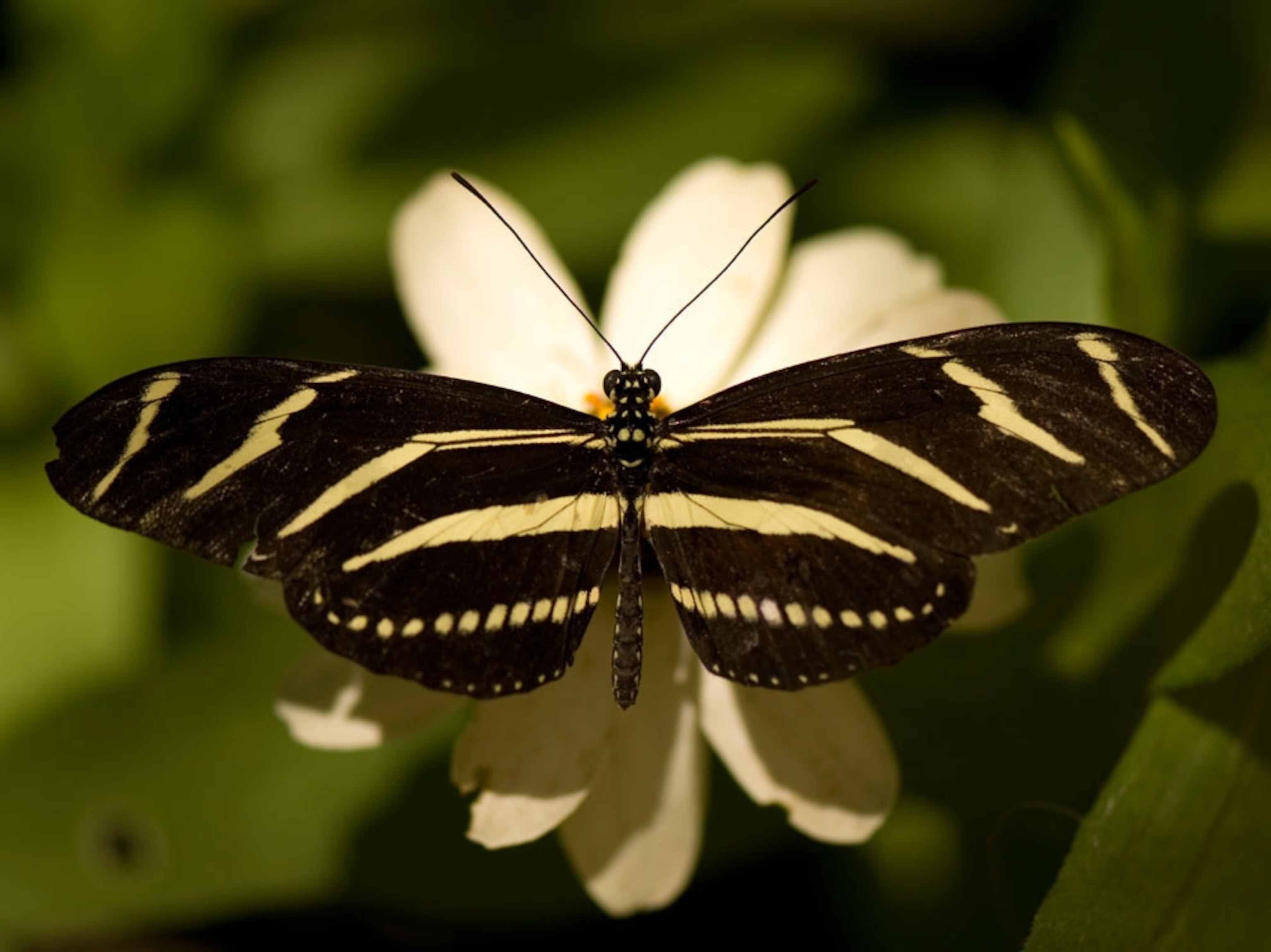 Zebra-winged butterfly