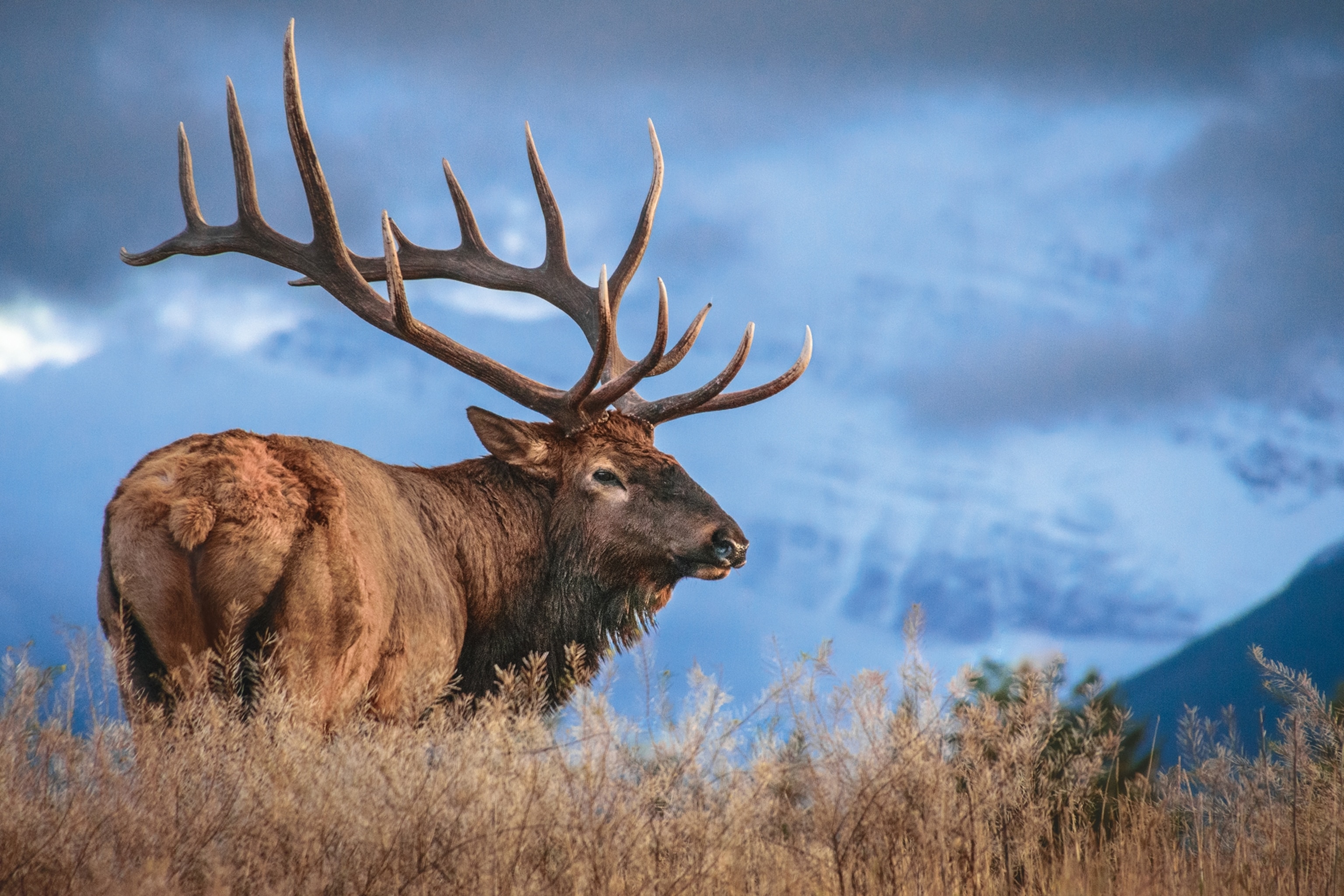 A bull elk in Jasper National Park, Alberta.