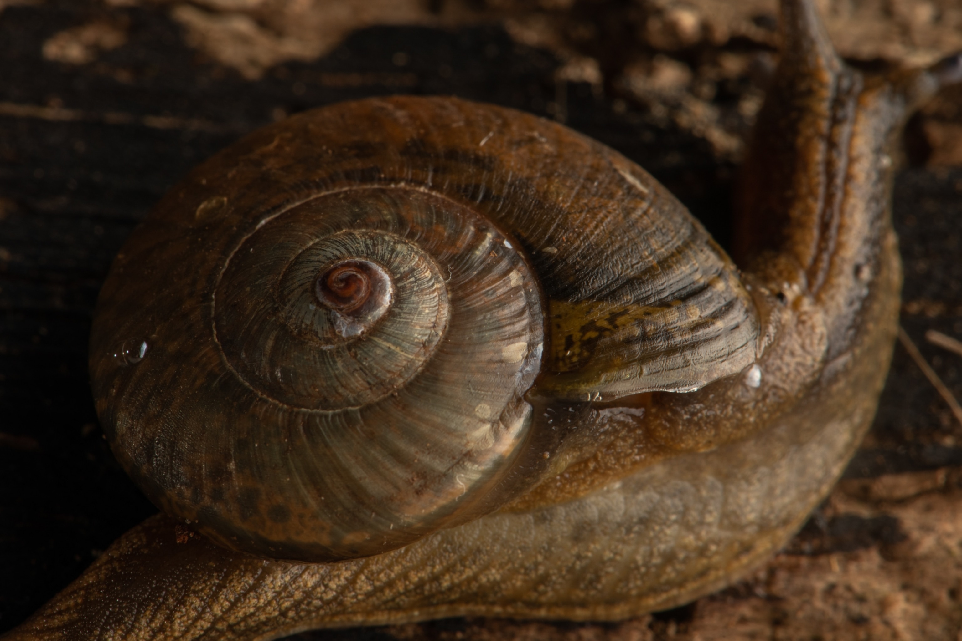 a close up view of the swirling pattern in a snail shell on leaf litter