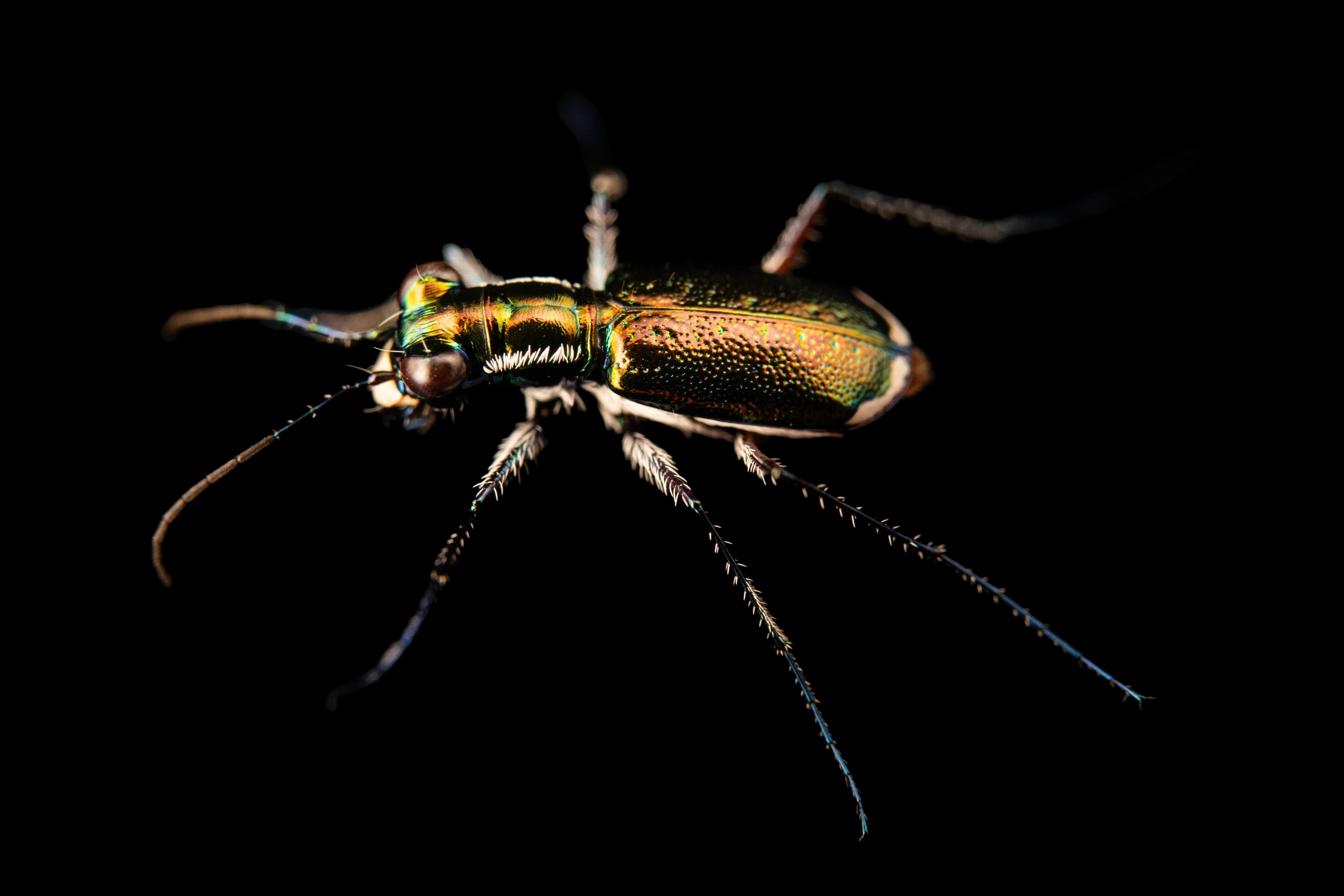 The iridescent exterior of the Miami Tiger Beetle is highlighted.