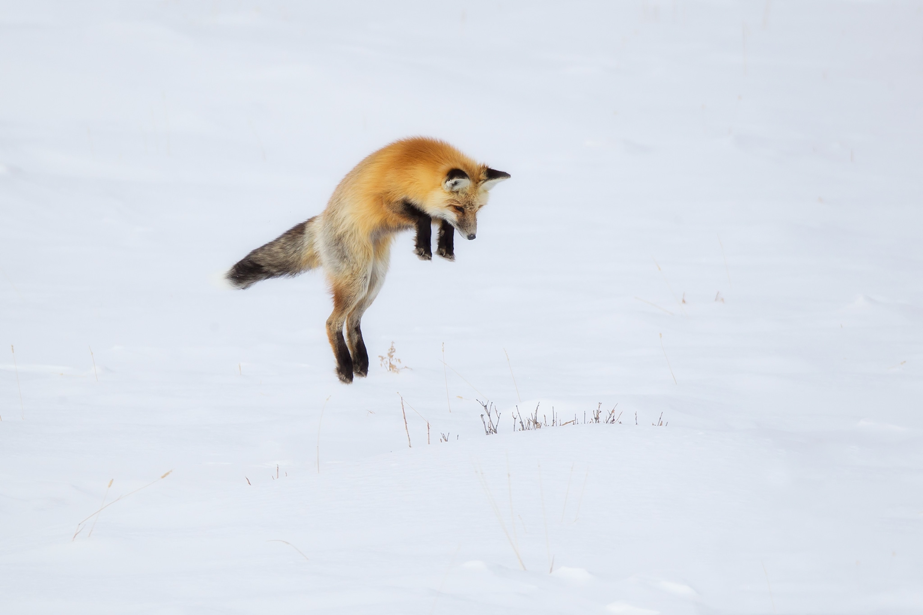 a red fox