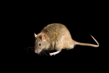 A rat sits an a black background whiskers flared out, its fur is mixed with hues of light and dark brown. The tail curves slightly behind its body.