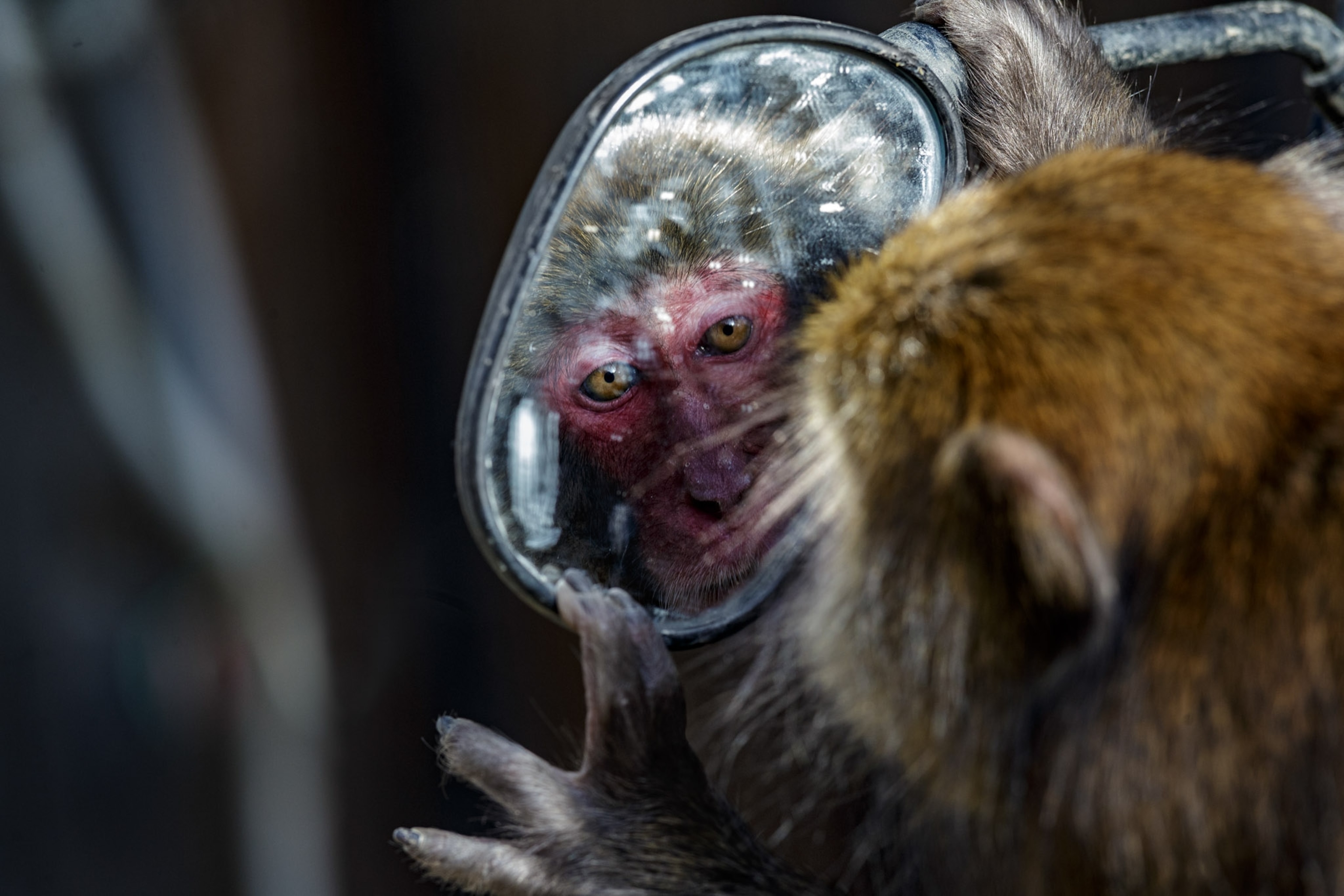 The red face of the macaque is reflected in a mirror.