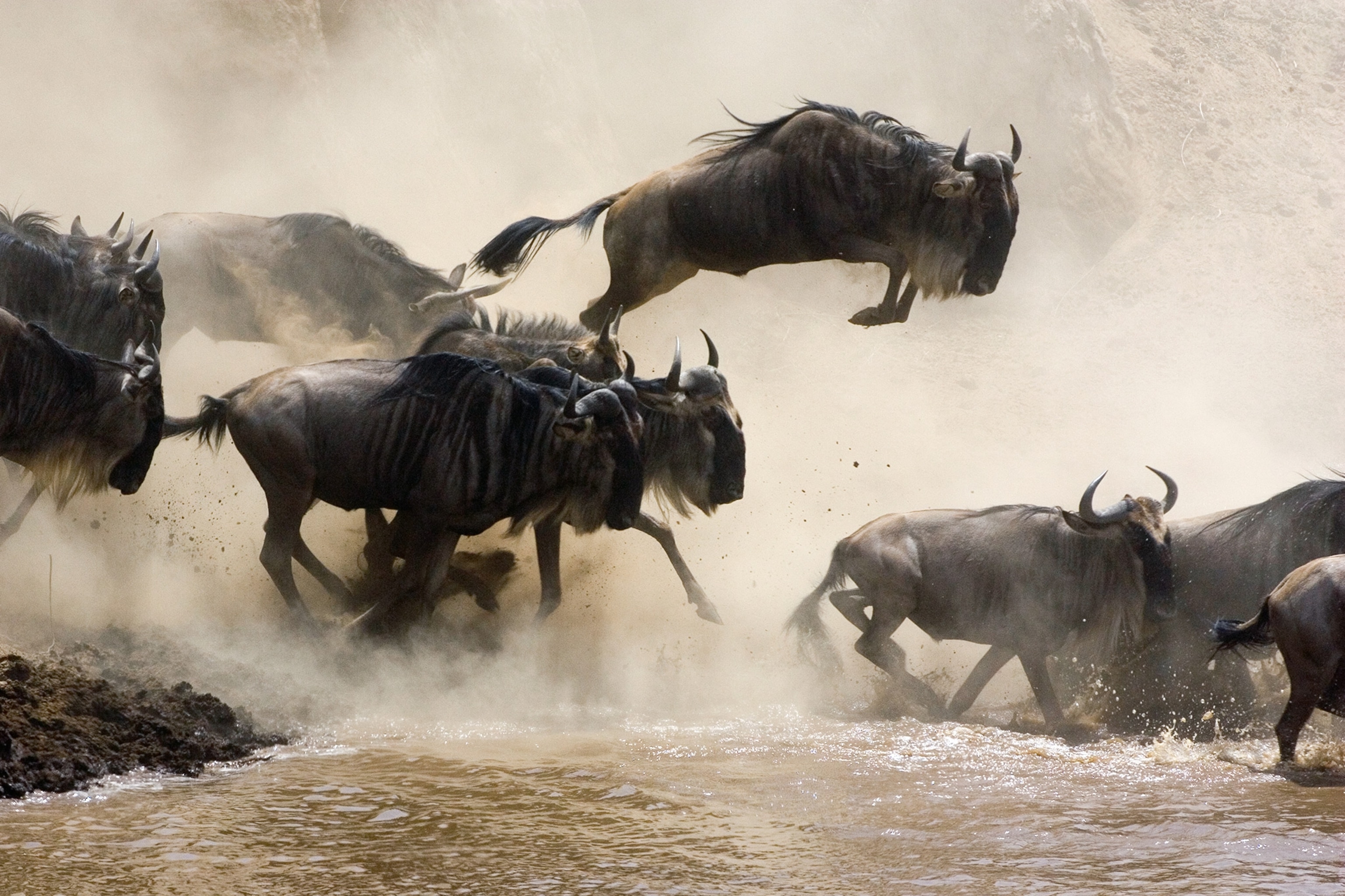 Blue Wildebeest