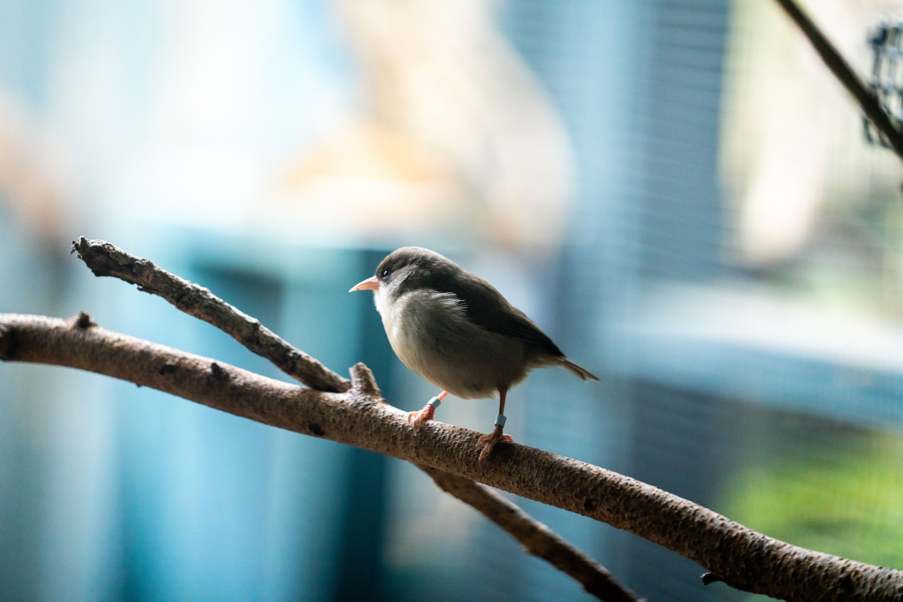 A small bird, grey on top and white on its chest, with a pale orange bill, sits on a branch in an enclosure.