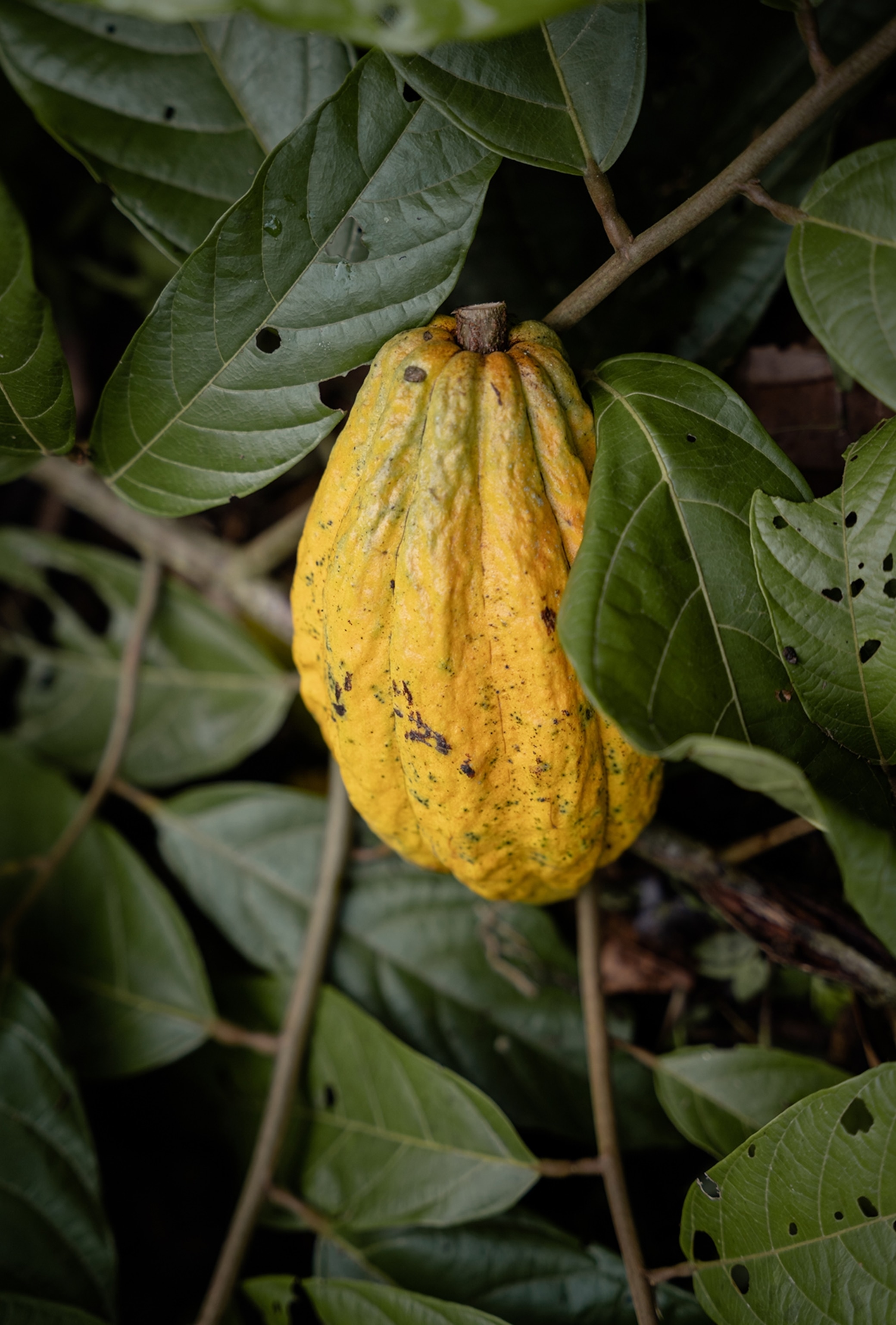 A cacao pod surrounded by leaves.
