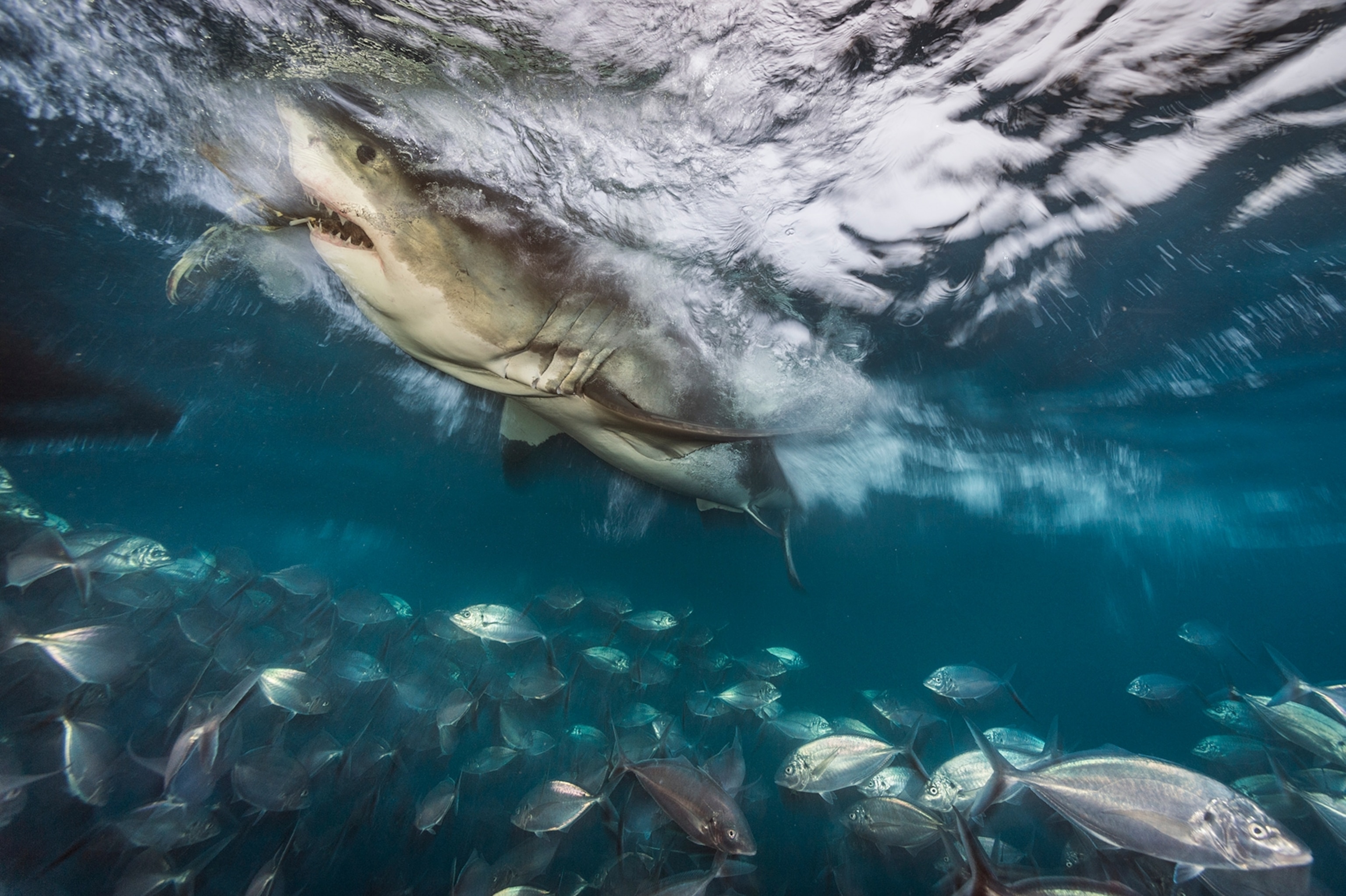 great white shark