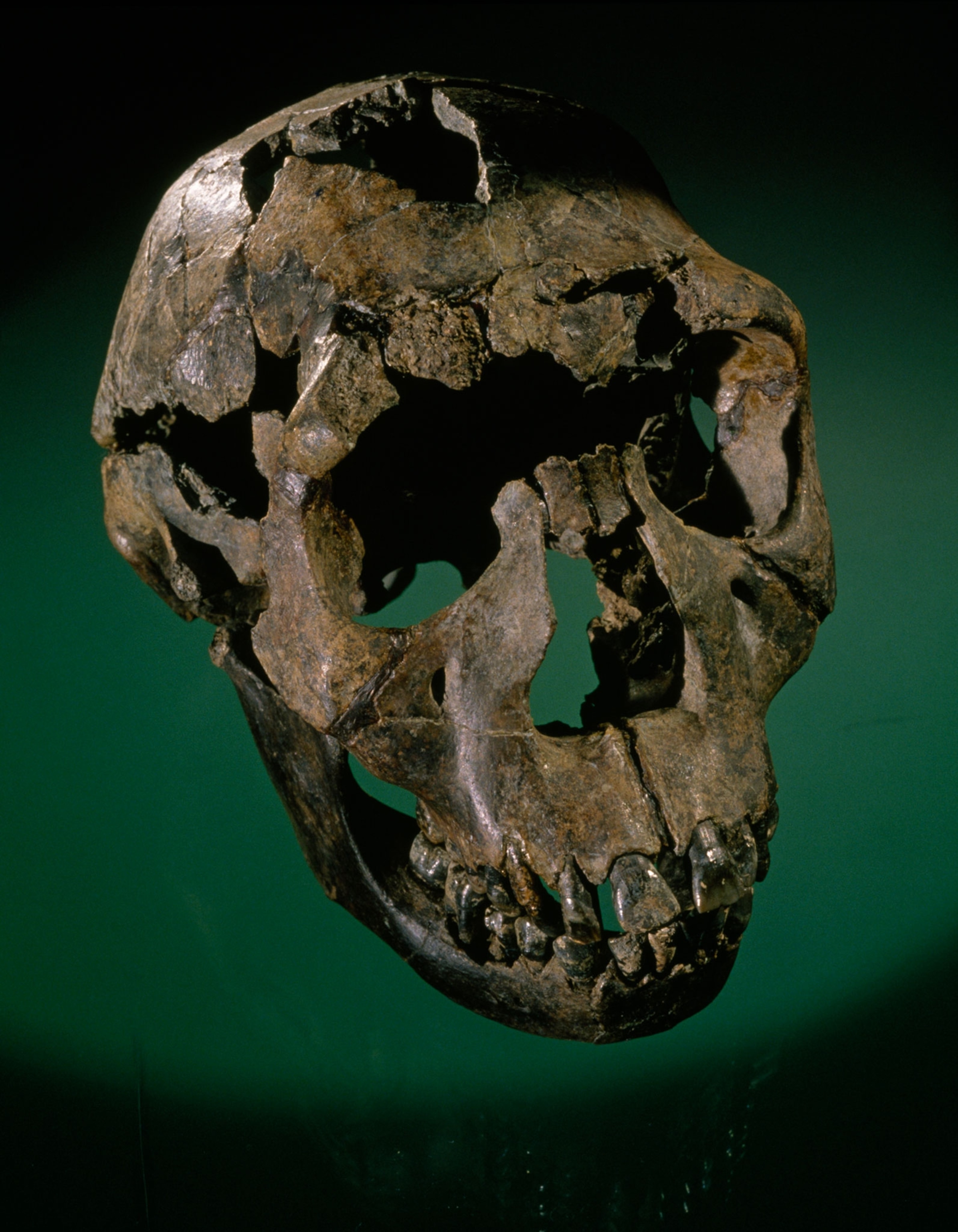 a skull against a green backdrop