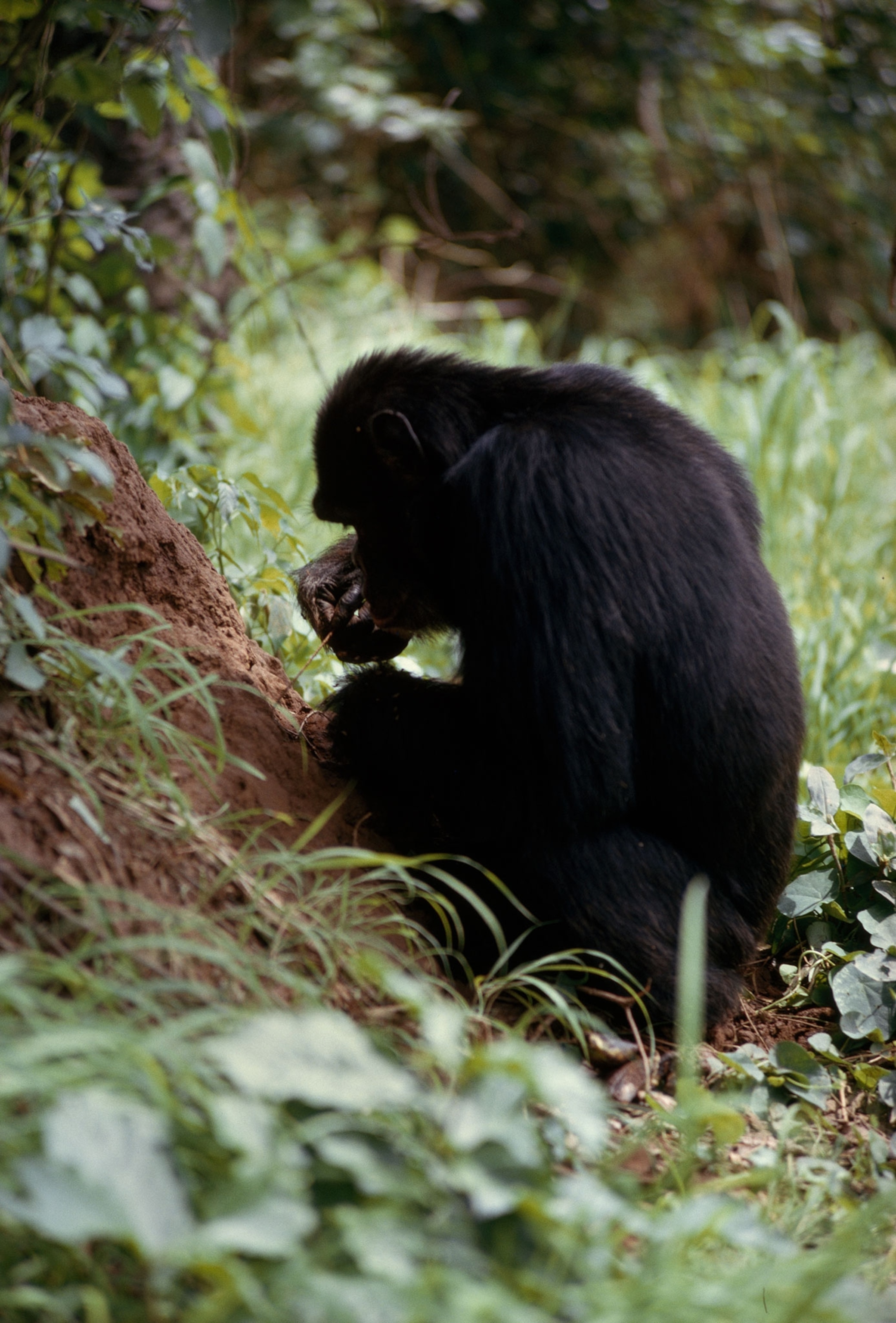 a chimpanzee using a tool to eat termites