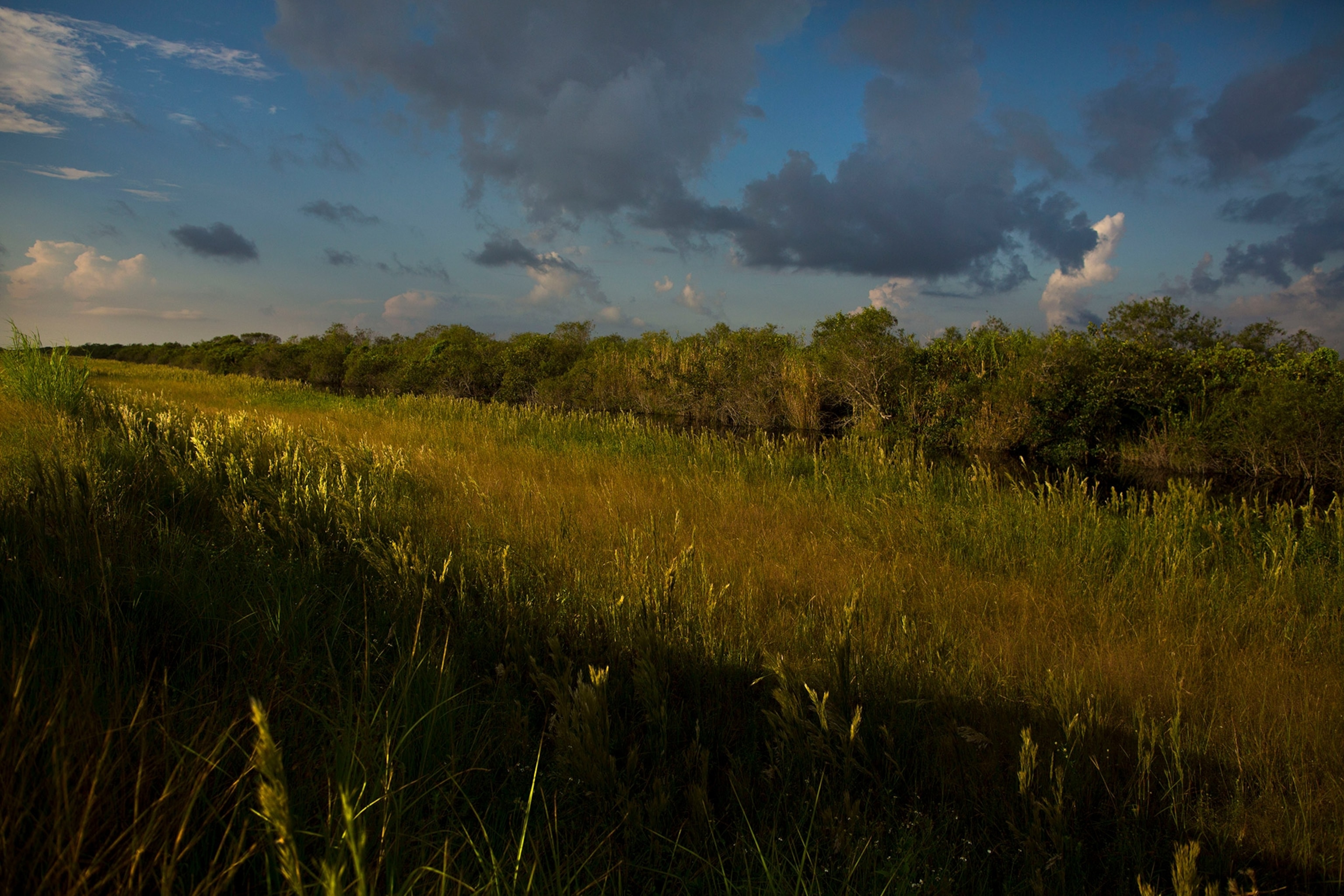 The Shark River Slough area of Florida's Everglades National Park in Florida