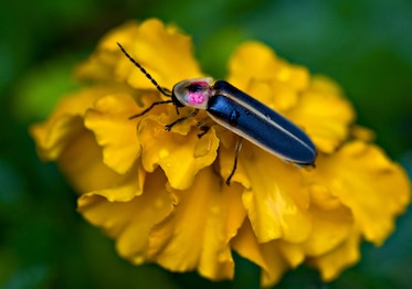 a firefly