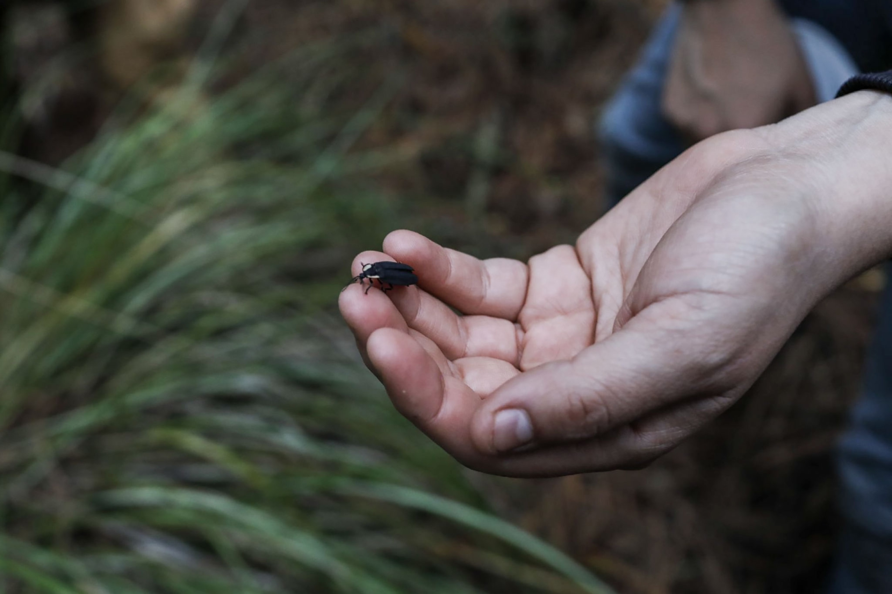 a woman holding a firefly